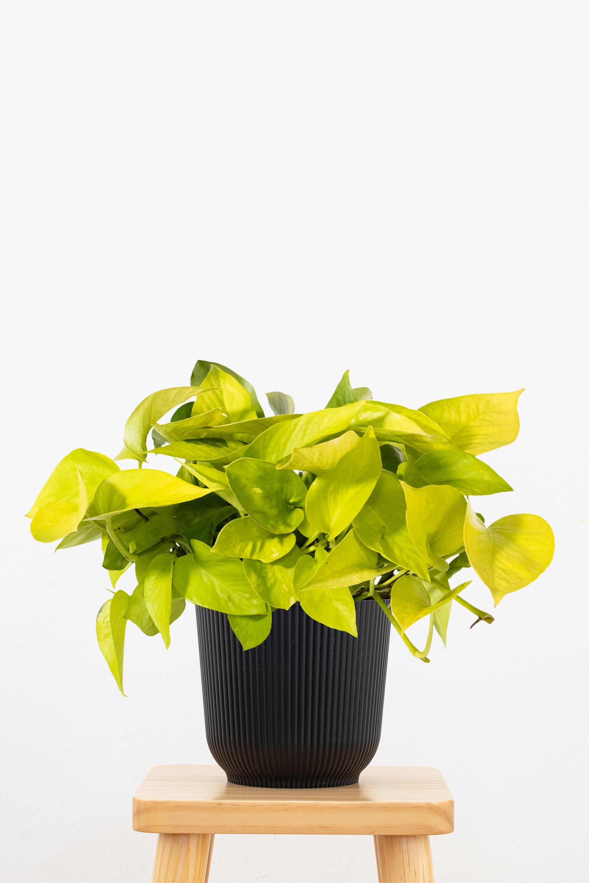Neon Pothos