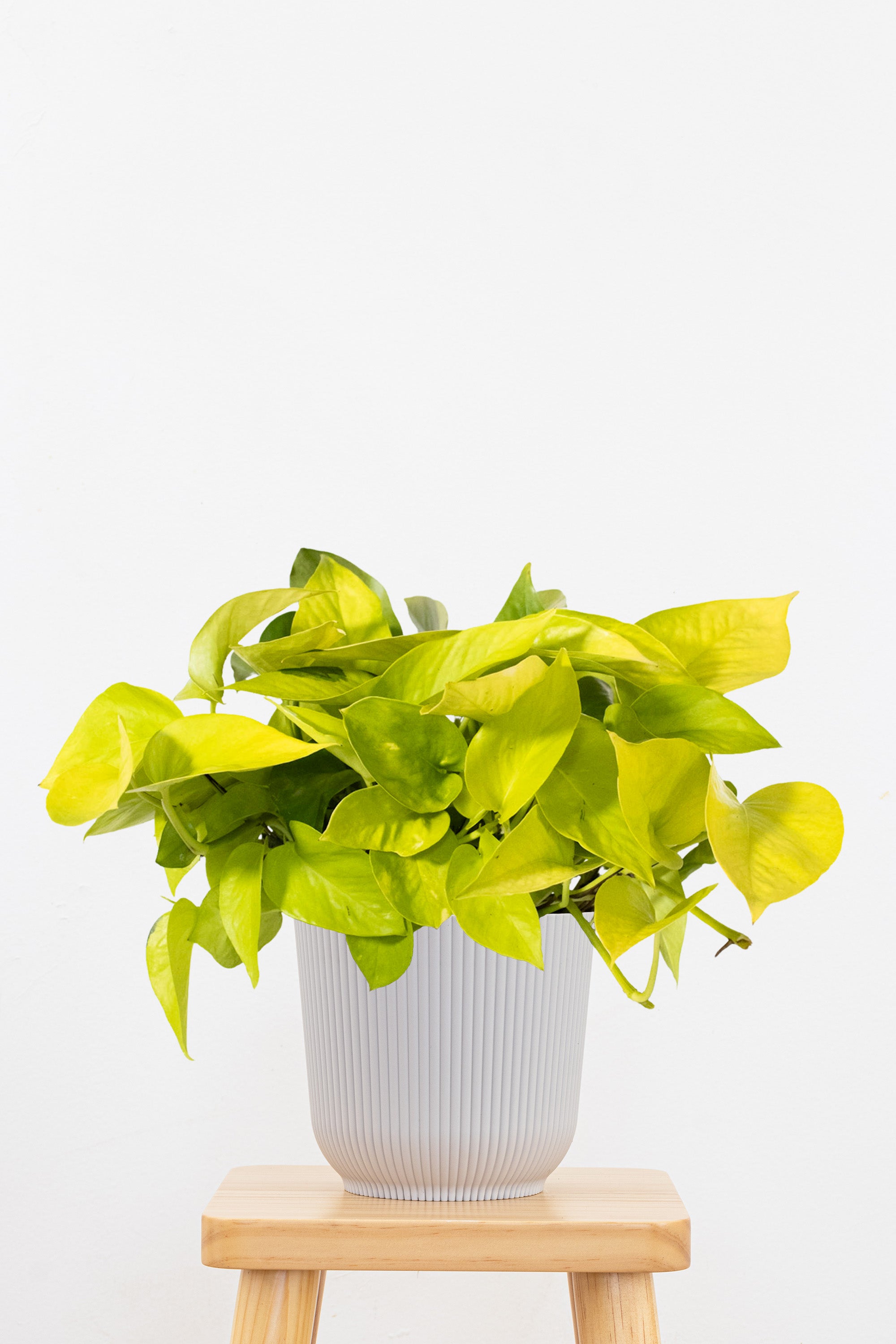 Neon Pothos