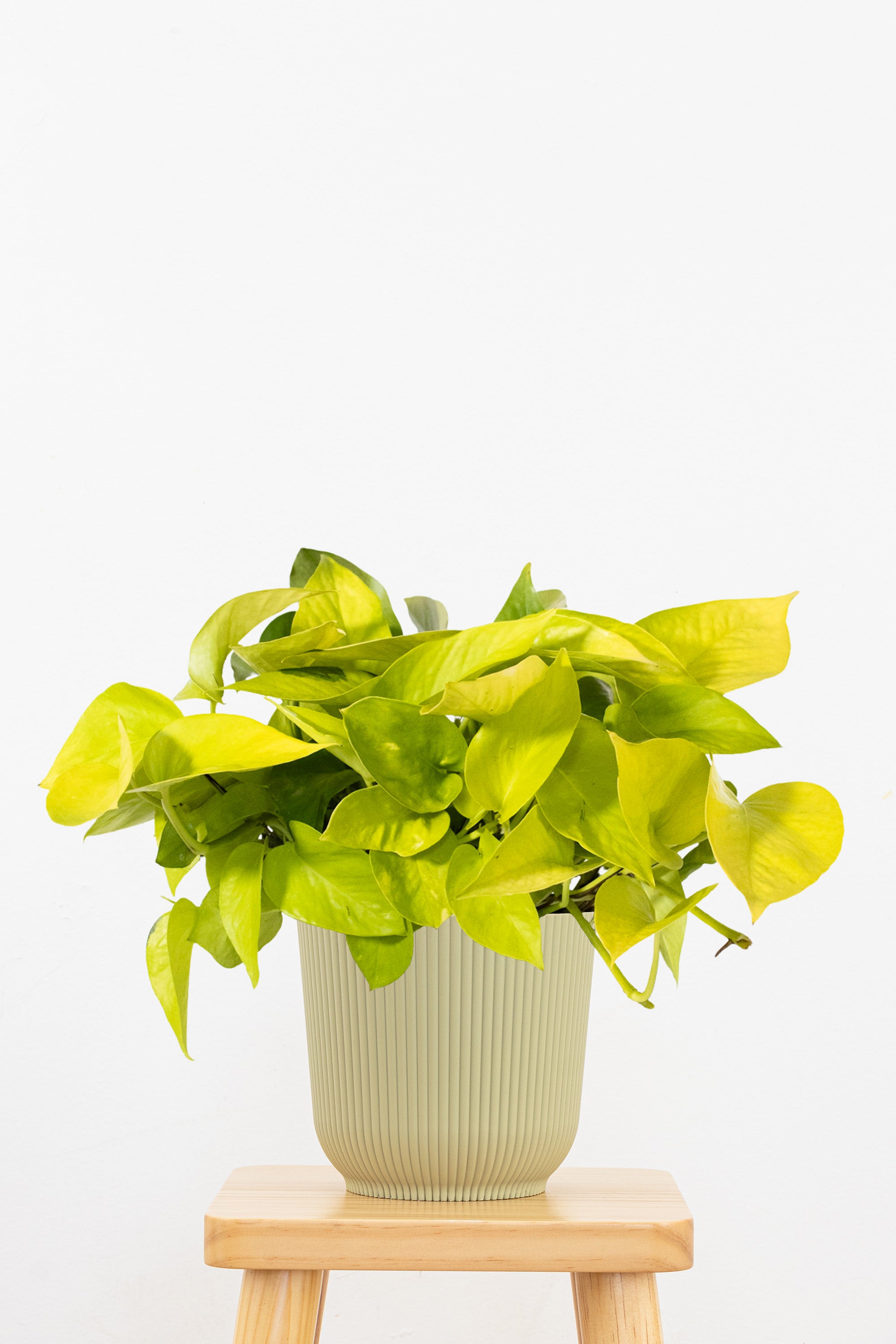 Neon Pothos