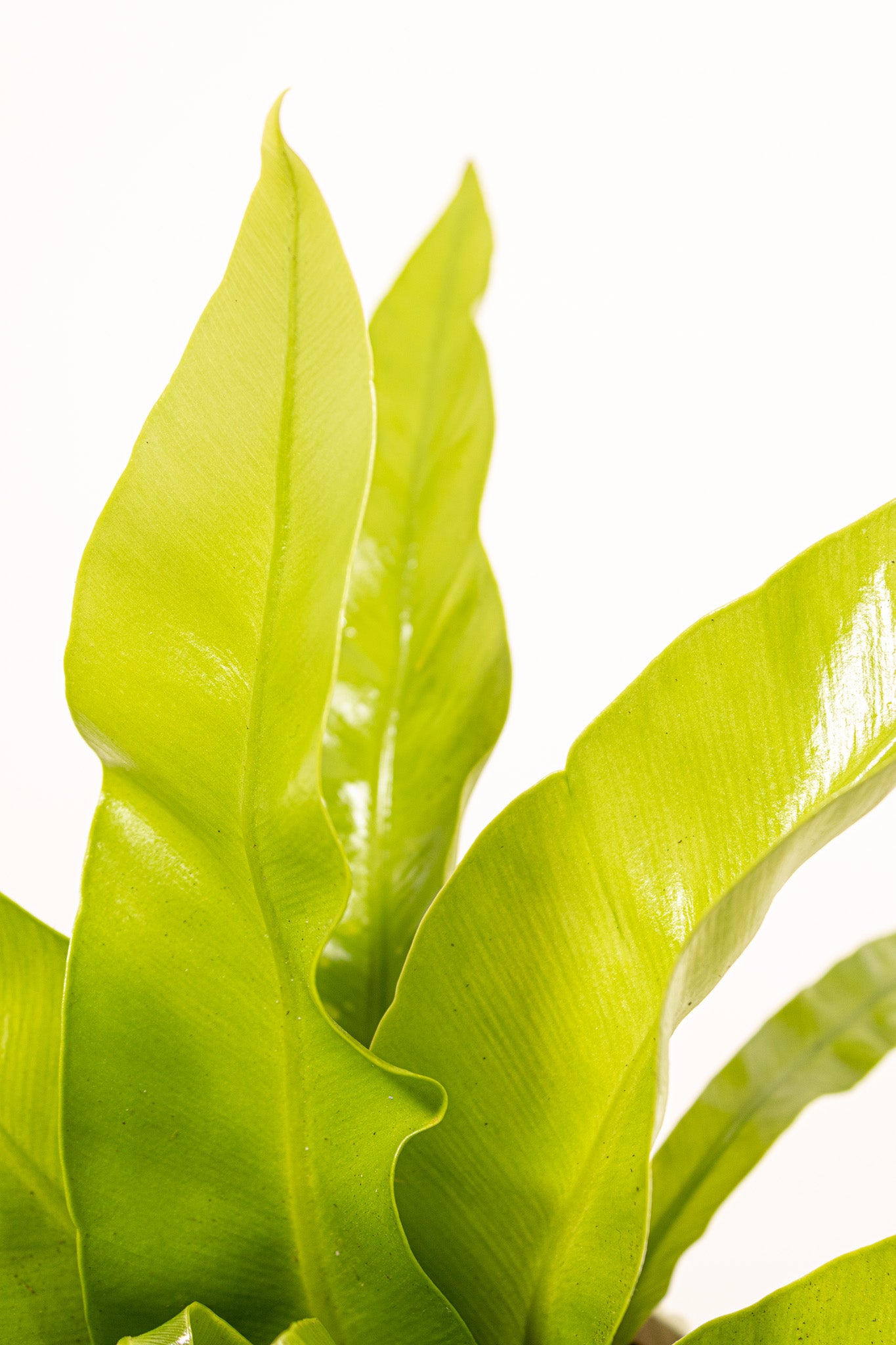 Bird's Nest Fern