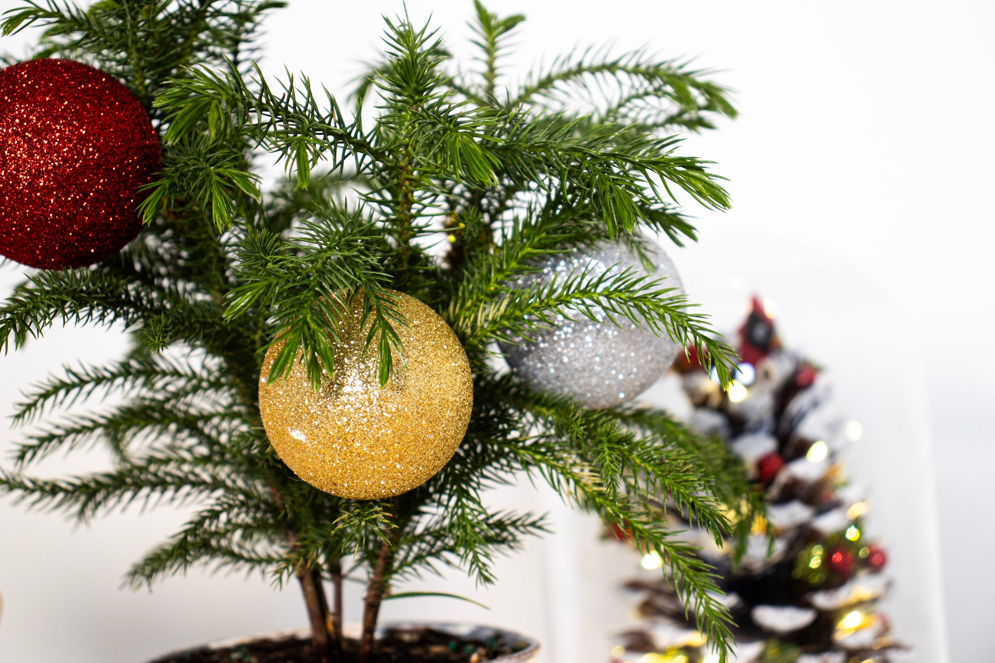 Norfolk Pine Christmas Bundles