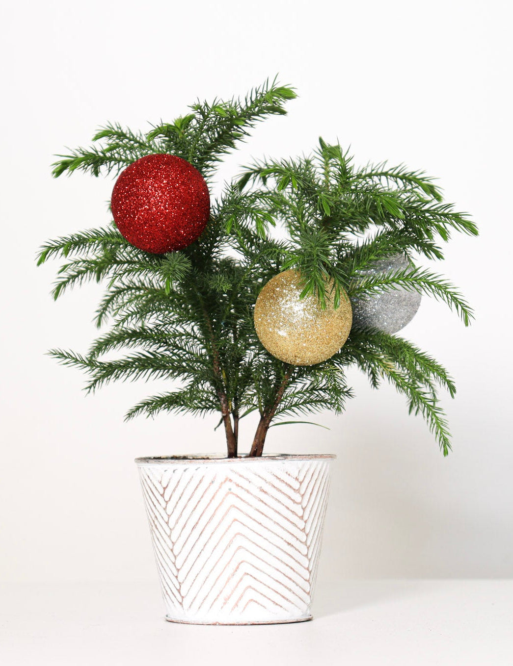 Norfolk Pine
