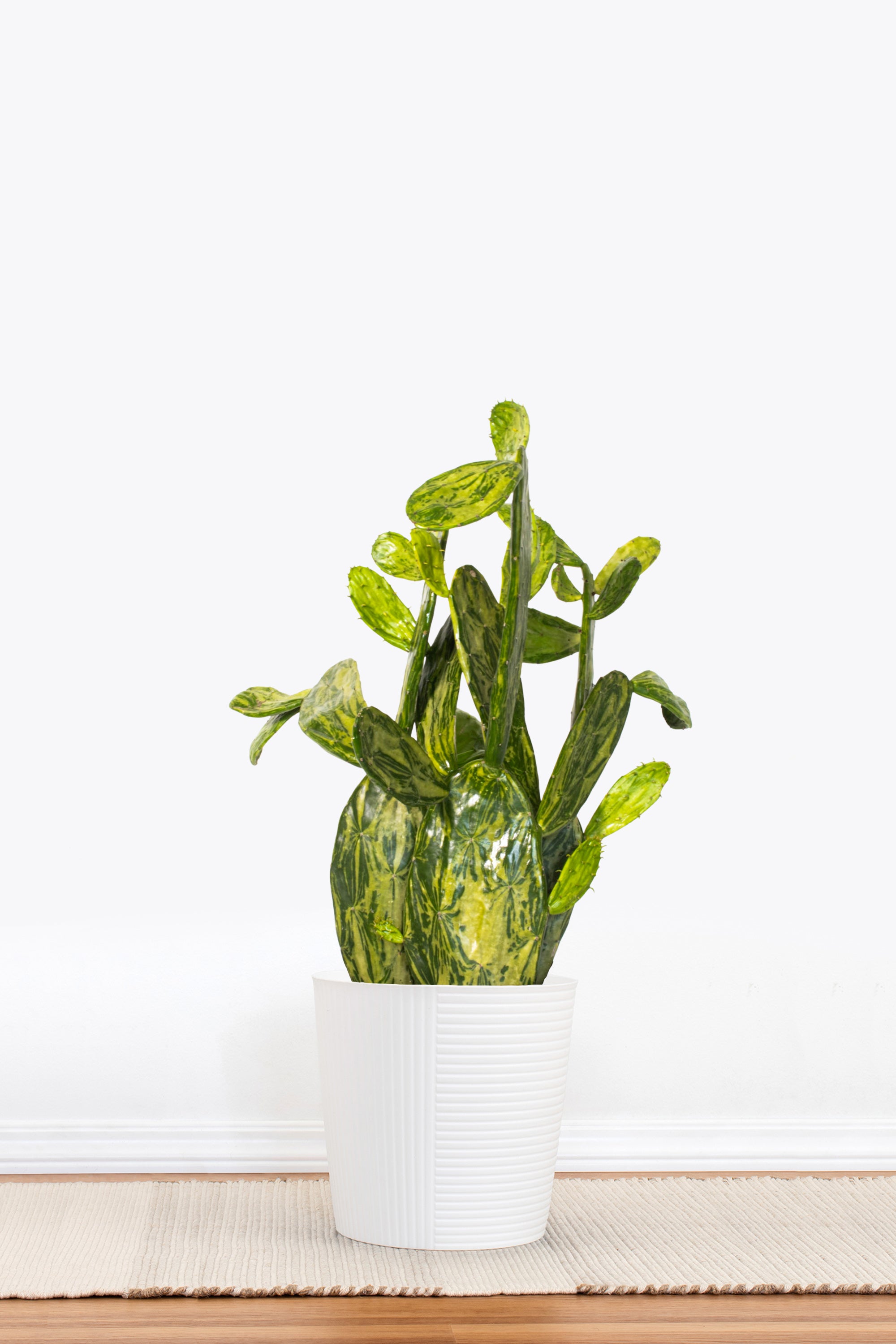 Variegated Opuntia Cactus