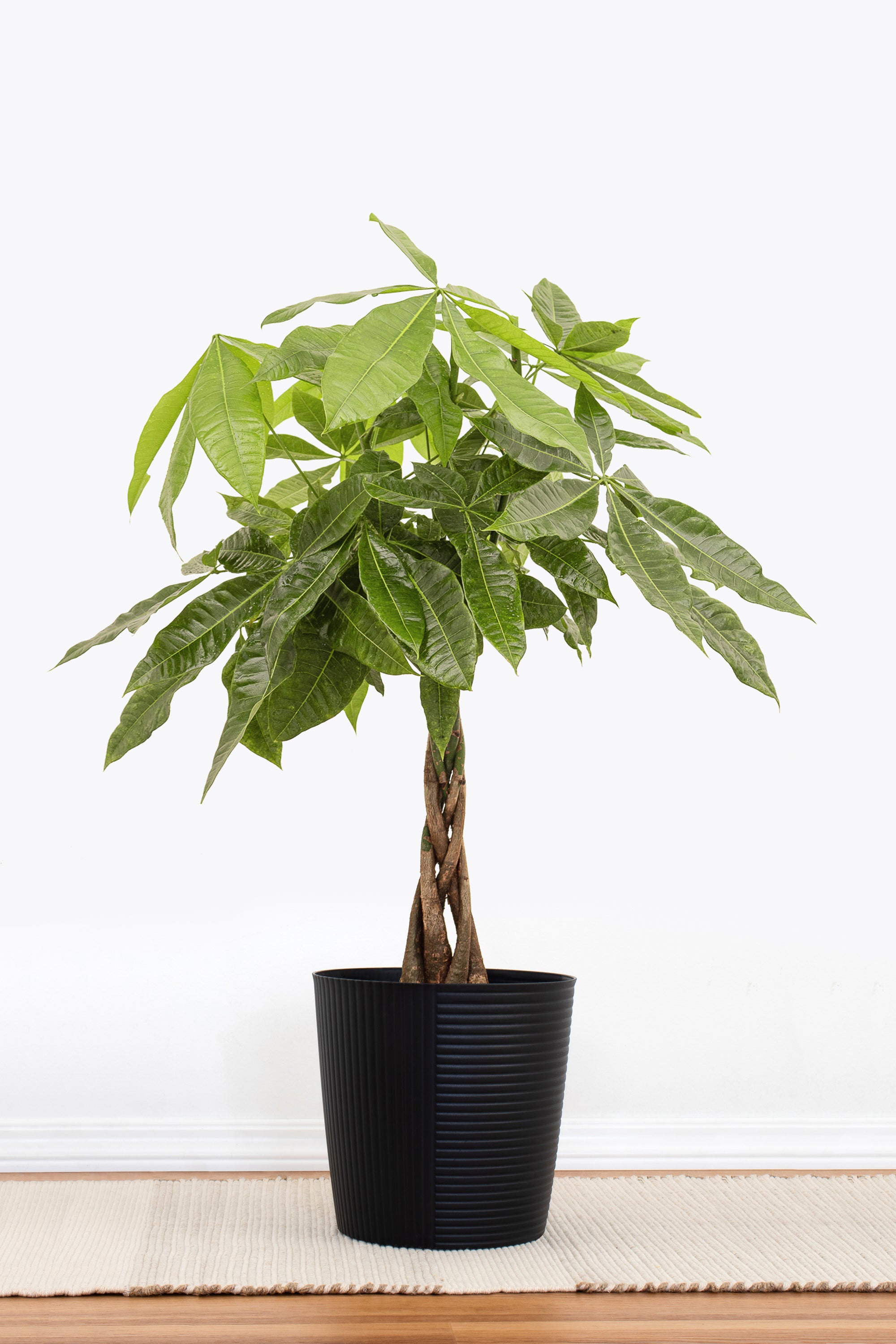 money tree on 120th Money Tree Braided Plant in 10-inch Decor Pot