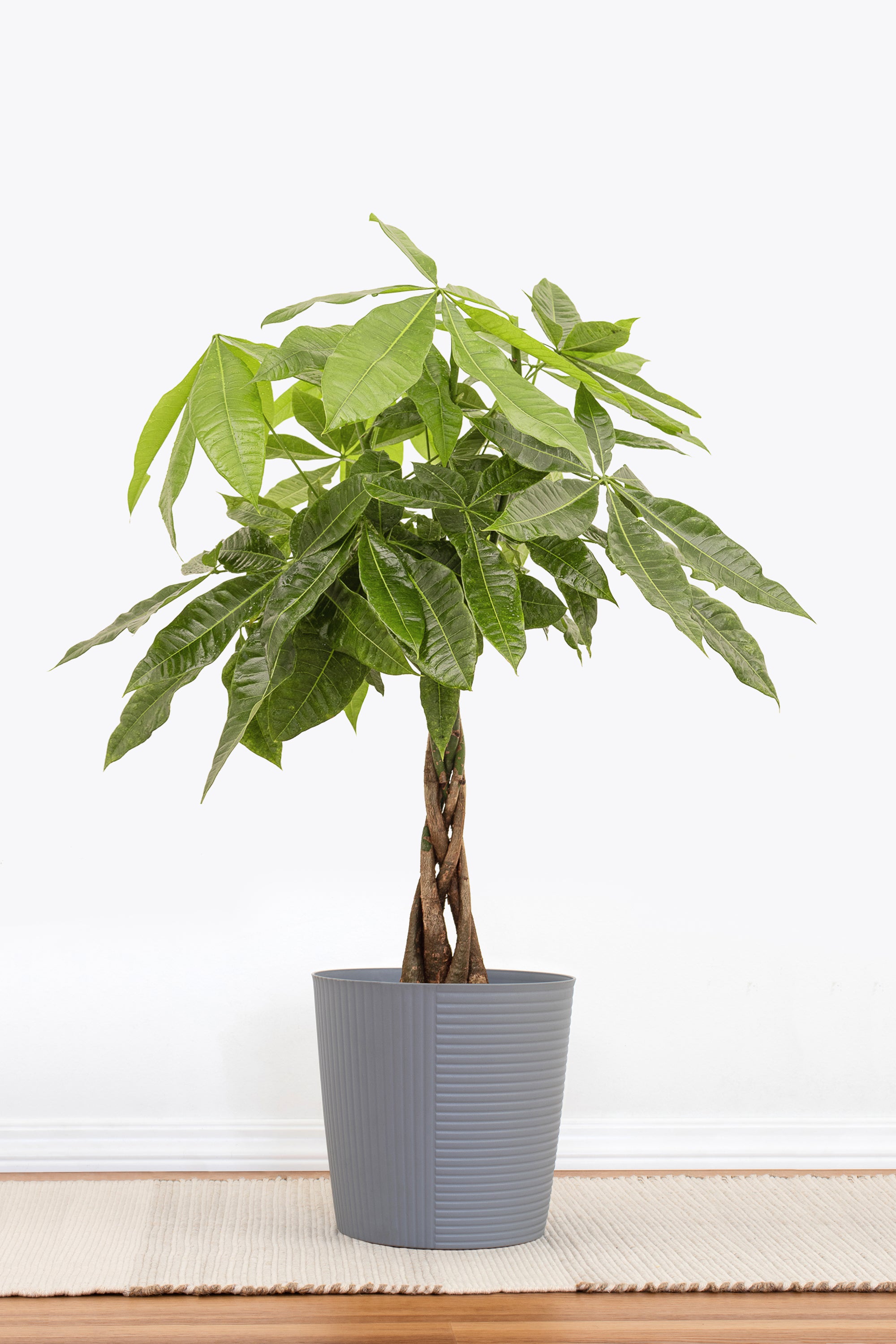 braided pachira money plant United Nursery Live Money Tree, Braided Pachira aquatica in 10 in. Graphite Premium Sustainable Decor Pot