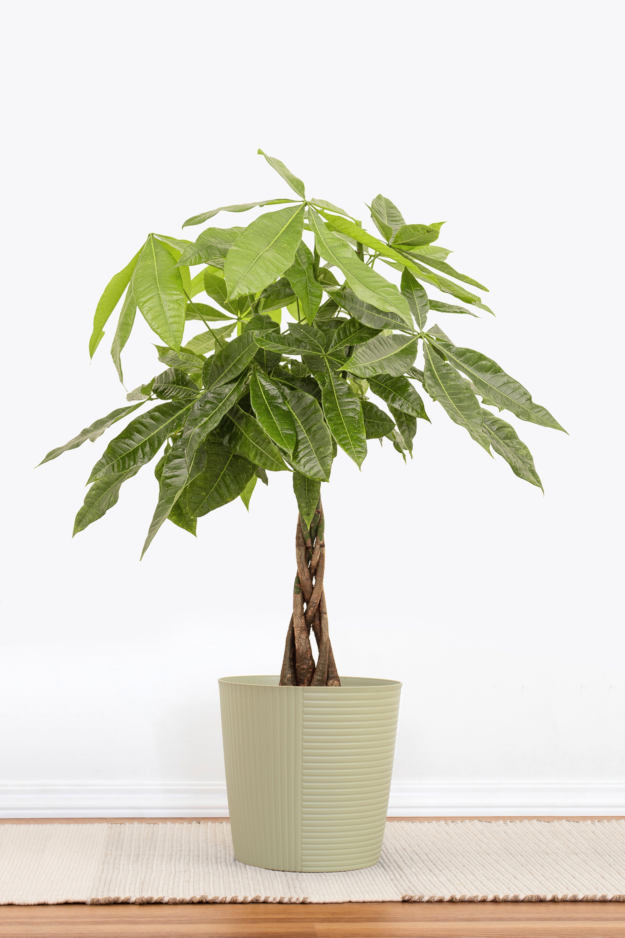 money tree lowe's United Nursery Live Money Tree, Braided Pachira aquatica in 10 in. Graphite Premium Sustainable Decor Pot