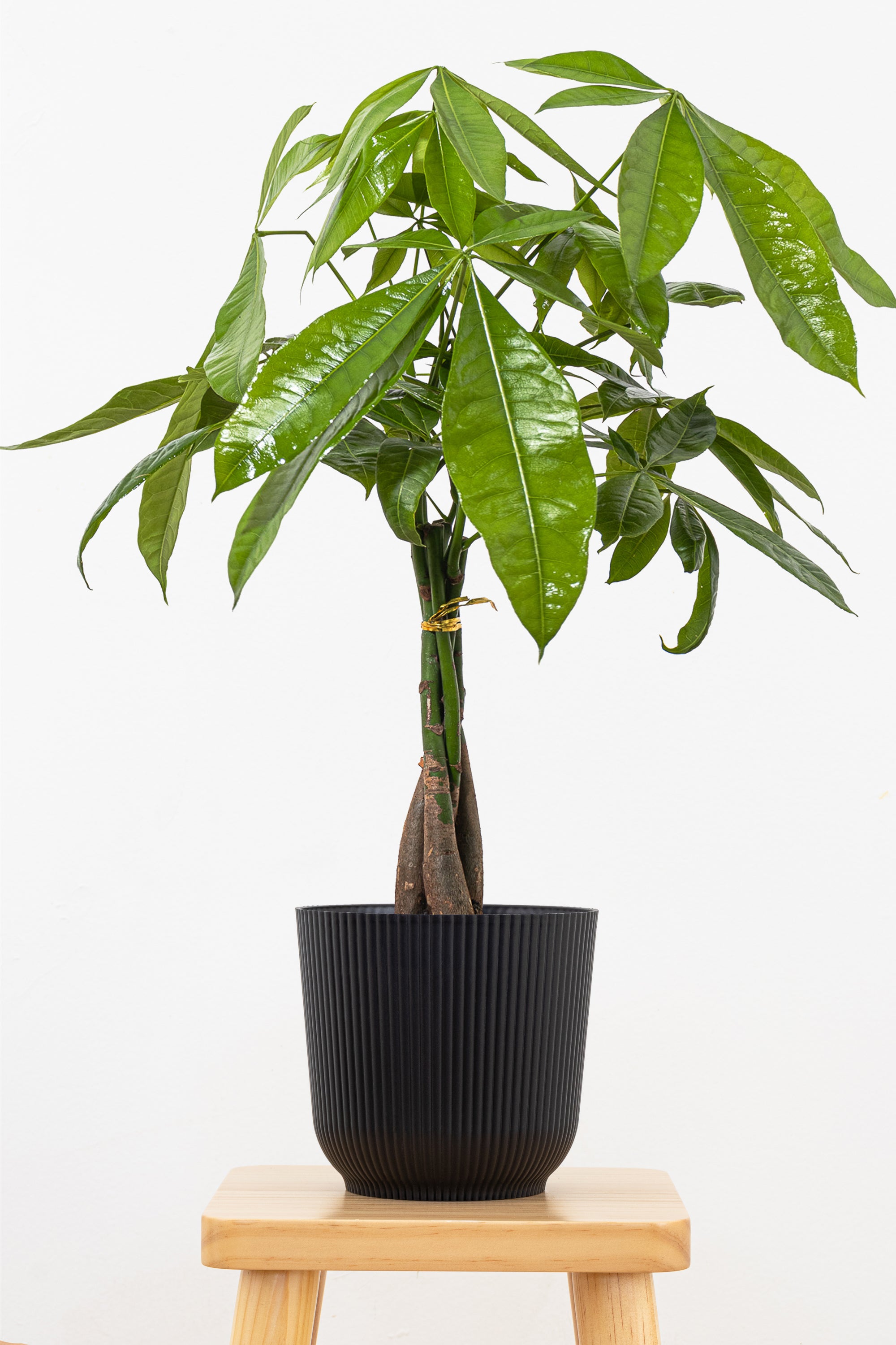money tree on Money Tree 6" - a stylish plant said to bring luck