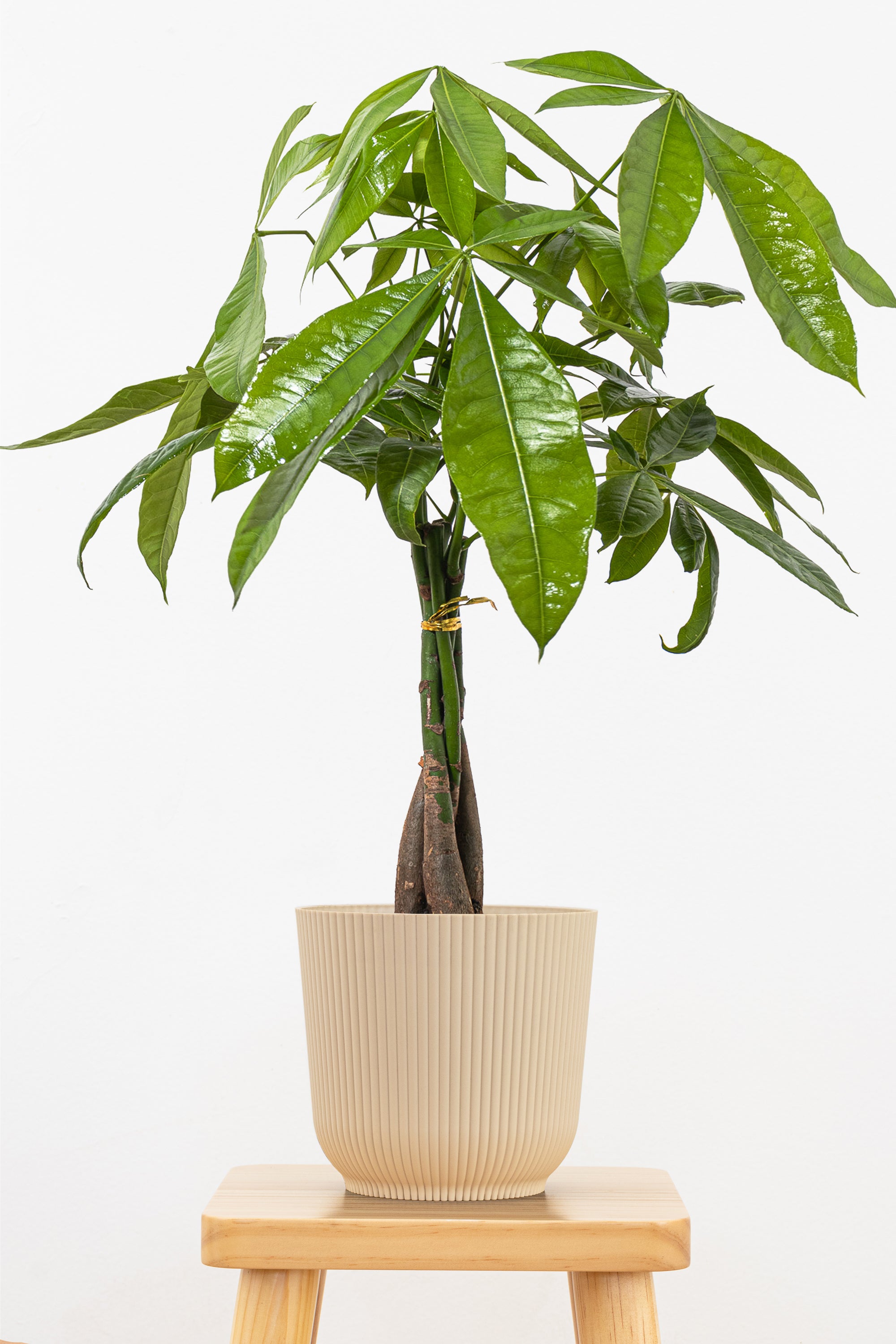 is money tree an indoor plant Money Tree 6" - a stylish plant said to bring luck