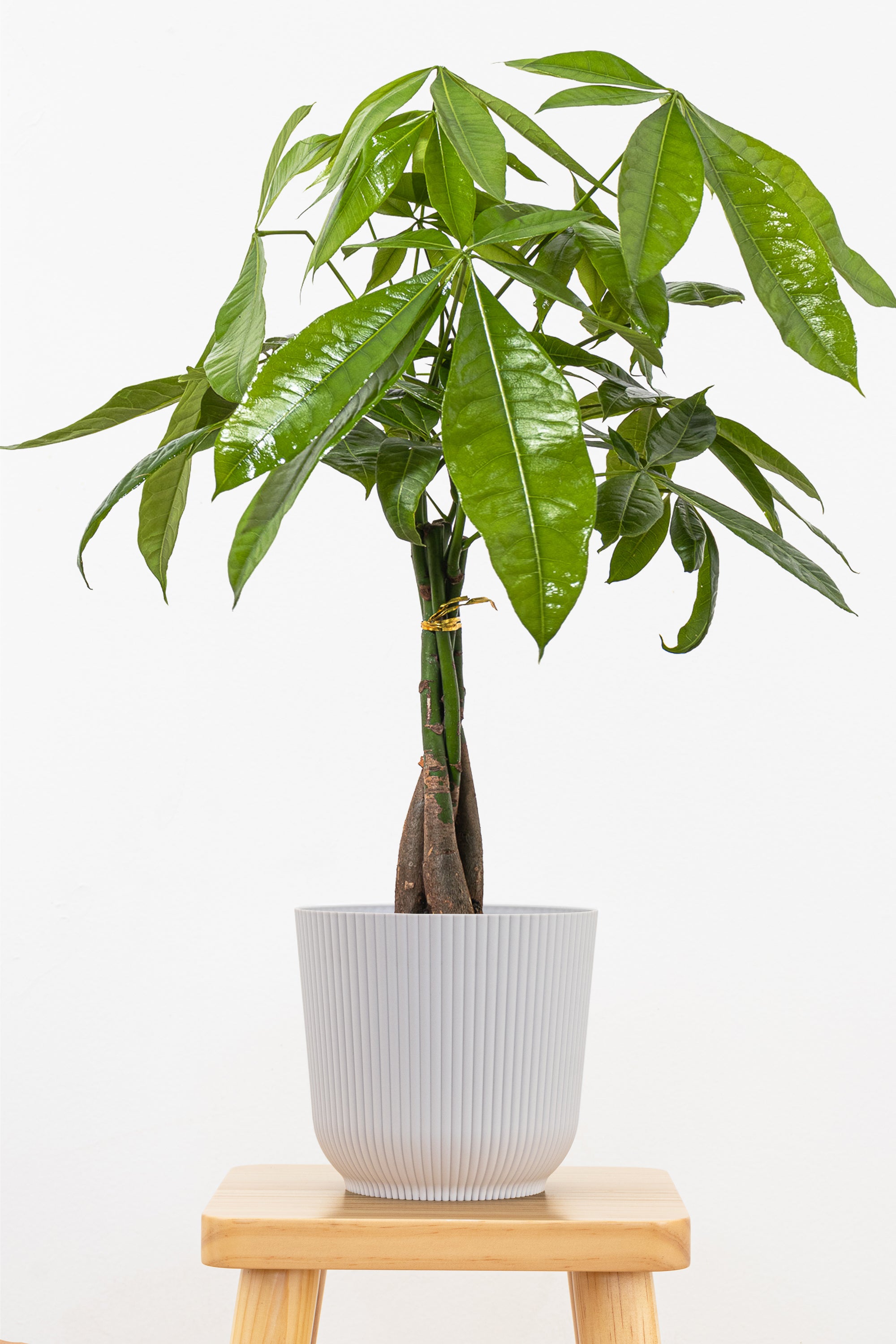 money tree names Money Tree Plant in 6 in Decor Pot, Pachira Aquatica