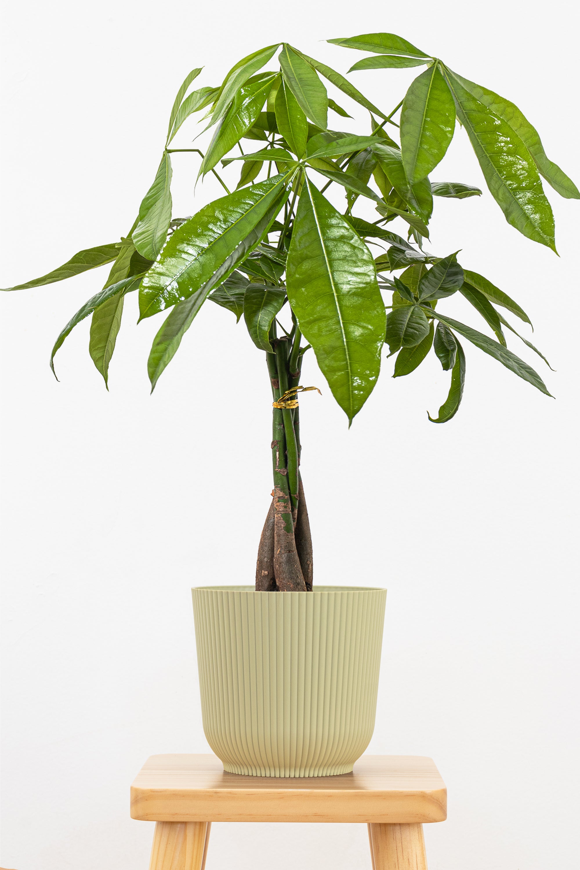 pachira aquatica vs money tree Money Tree 6" - a stylish plant said to bring luck
