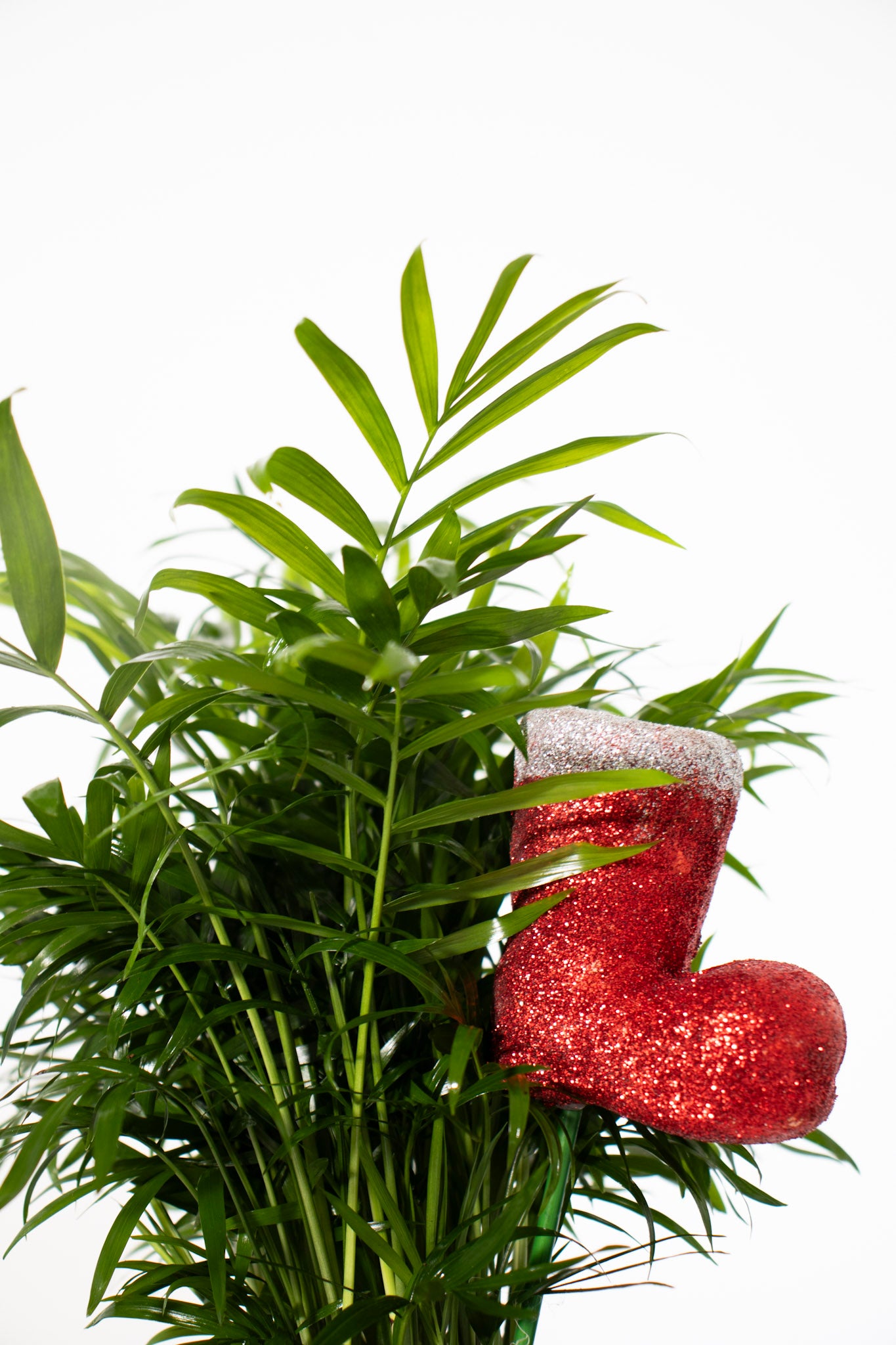 mini parlor palm Parlor Palm