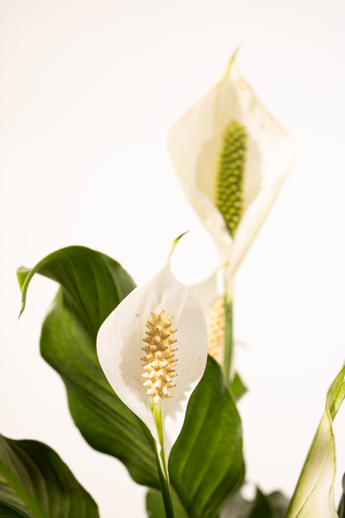 is calla lily same as peace lily Peace Lily Plant in 10 Inch Decor Pot