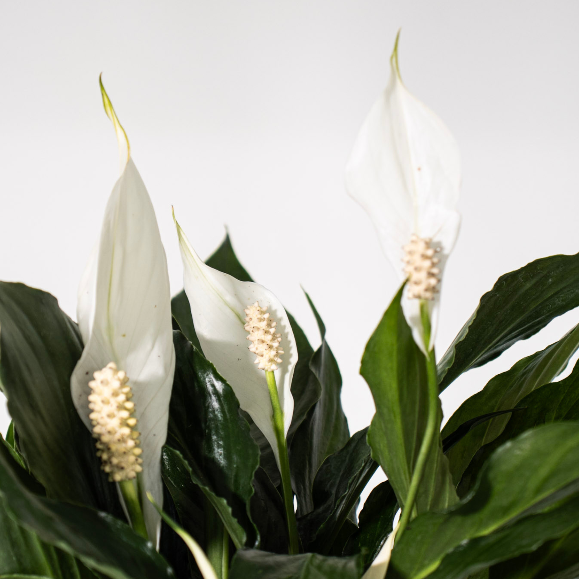 Peace Lily