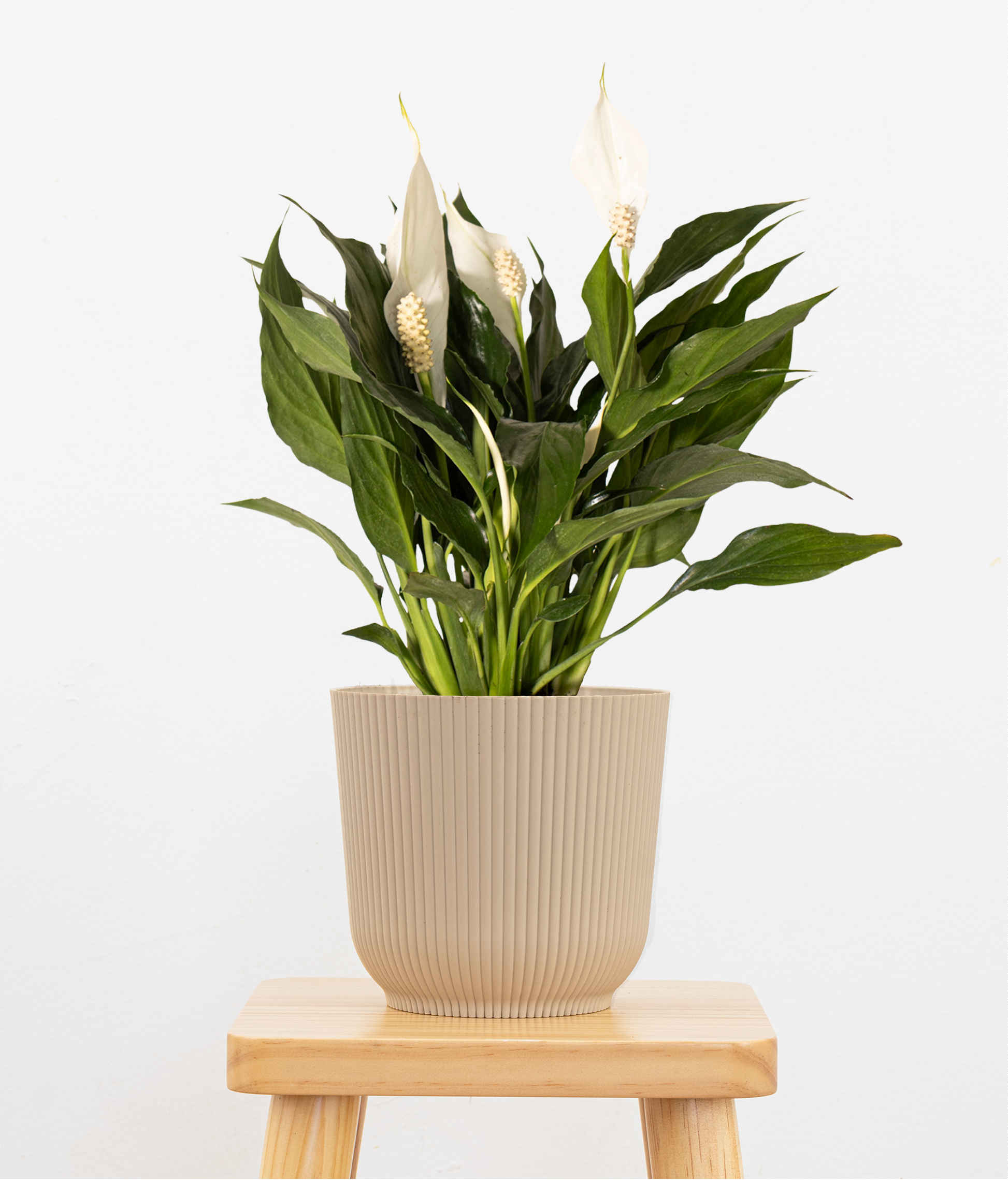 peace lily vase United Nursery Live Peace Lily Spathiphyllum in 10 in. White Decor Pot