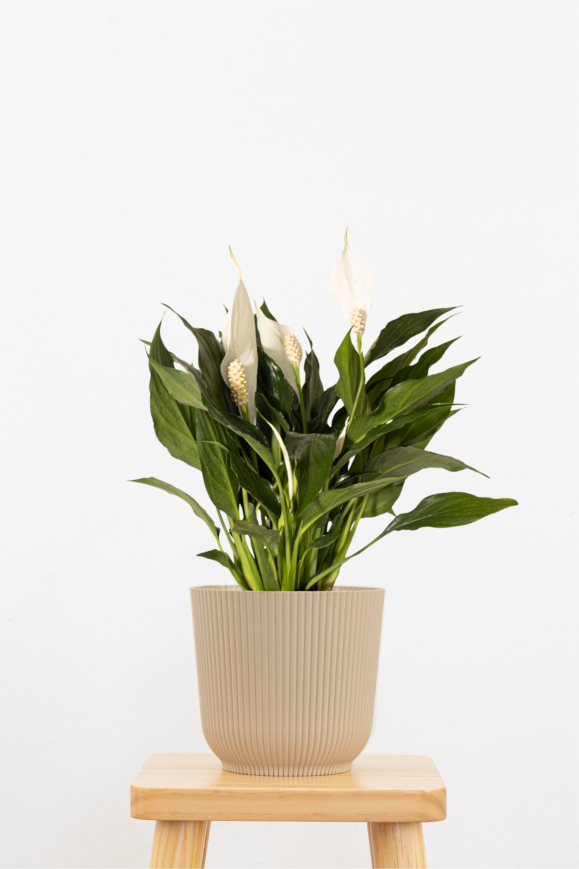 Peace Lily
