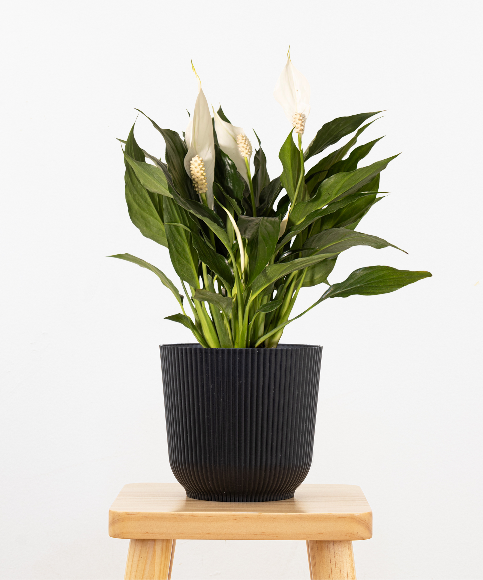 Peace Lily