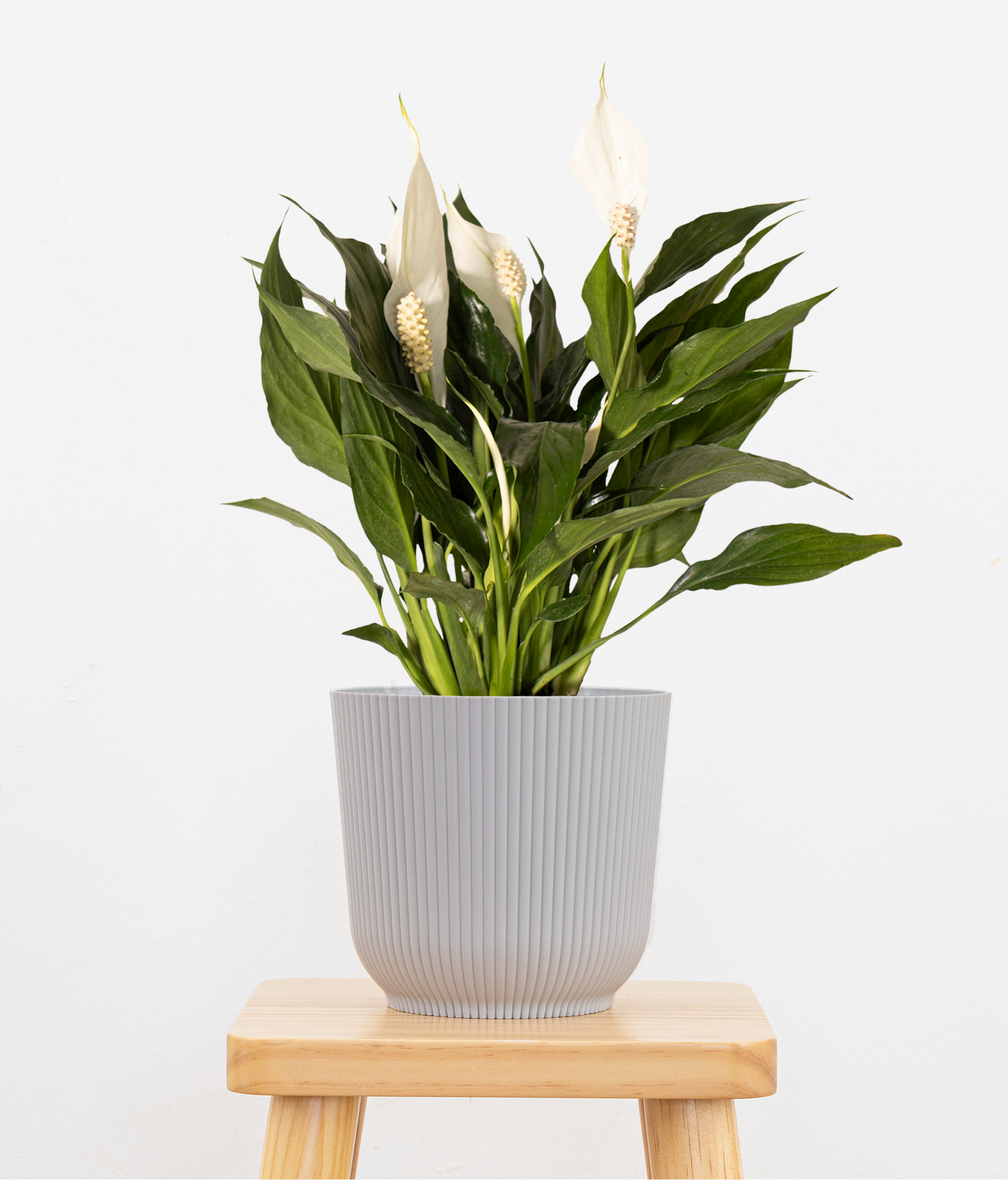 peace lily pot size United Nursery Live Peace Lily Spathiphyllum in 10 in. White Decor Pot