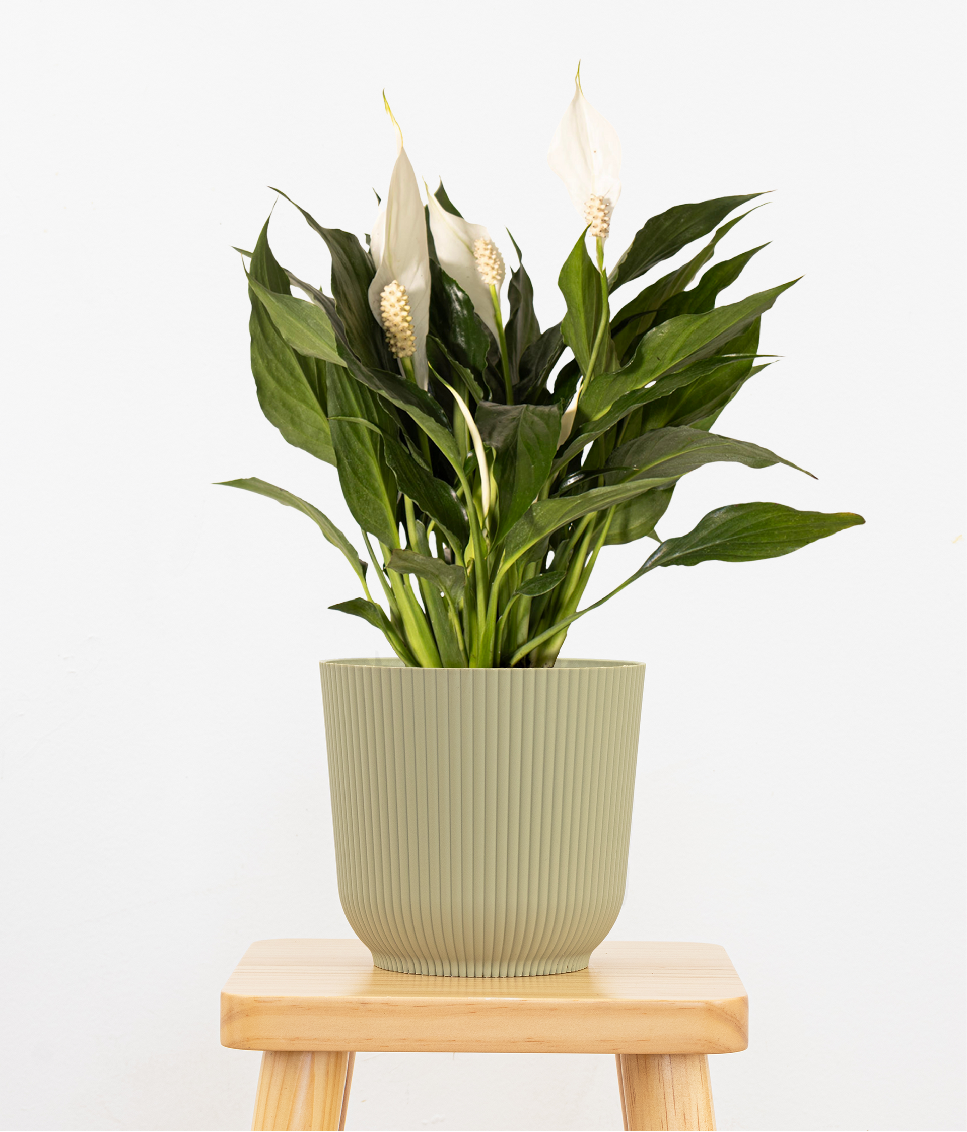 potted peace lily plant Peace Lily Plant in 6-inch Decor Pot