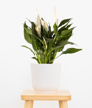 Peace Lily