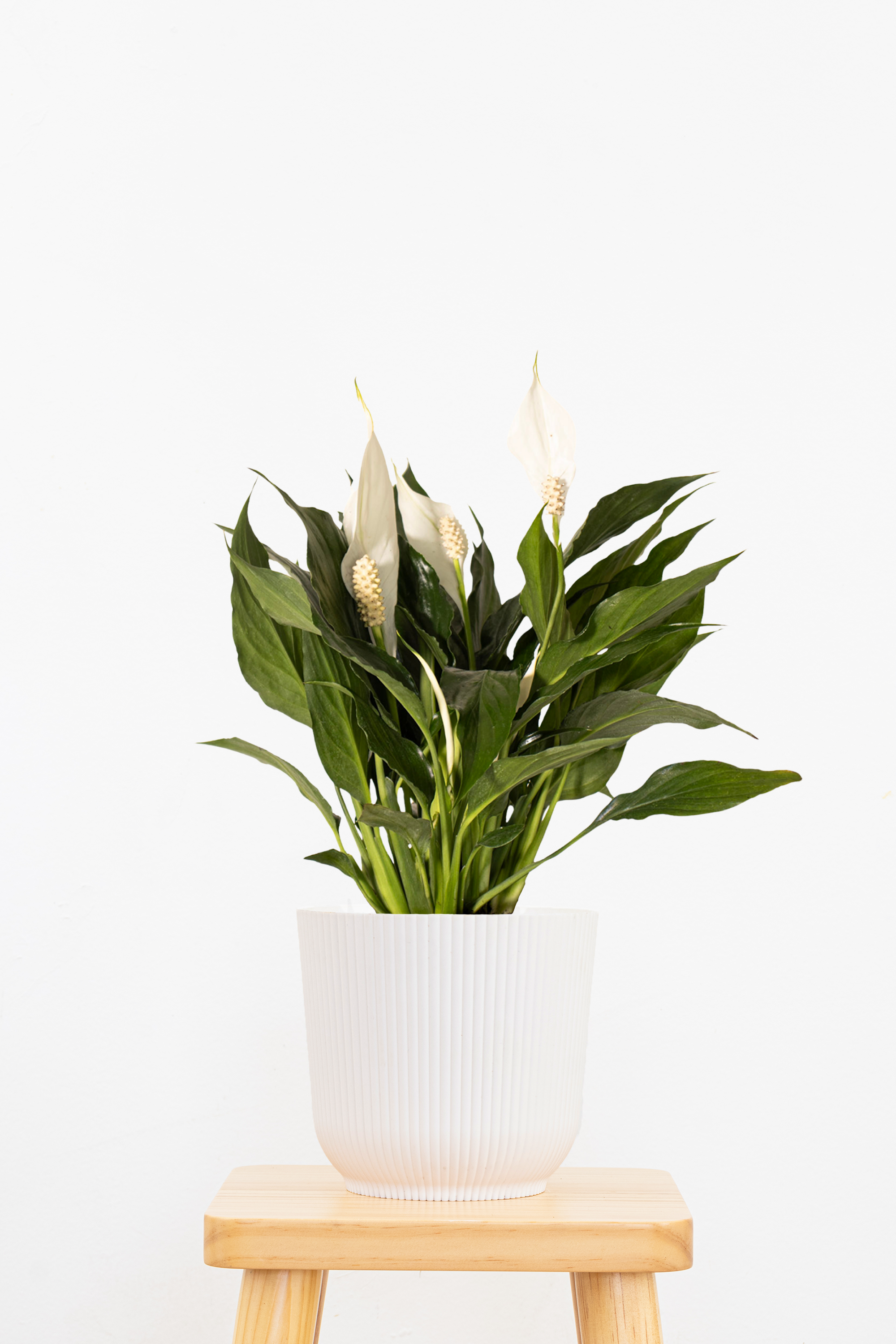 Peace Lily