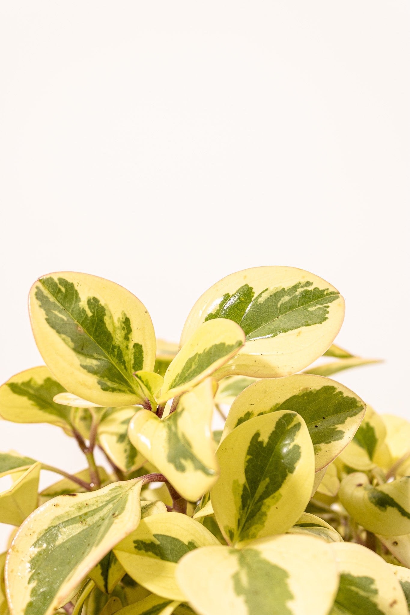 Peperomia Citrus Twist