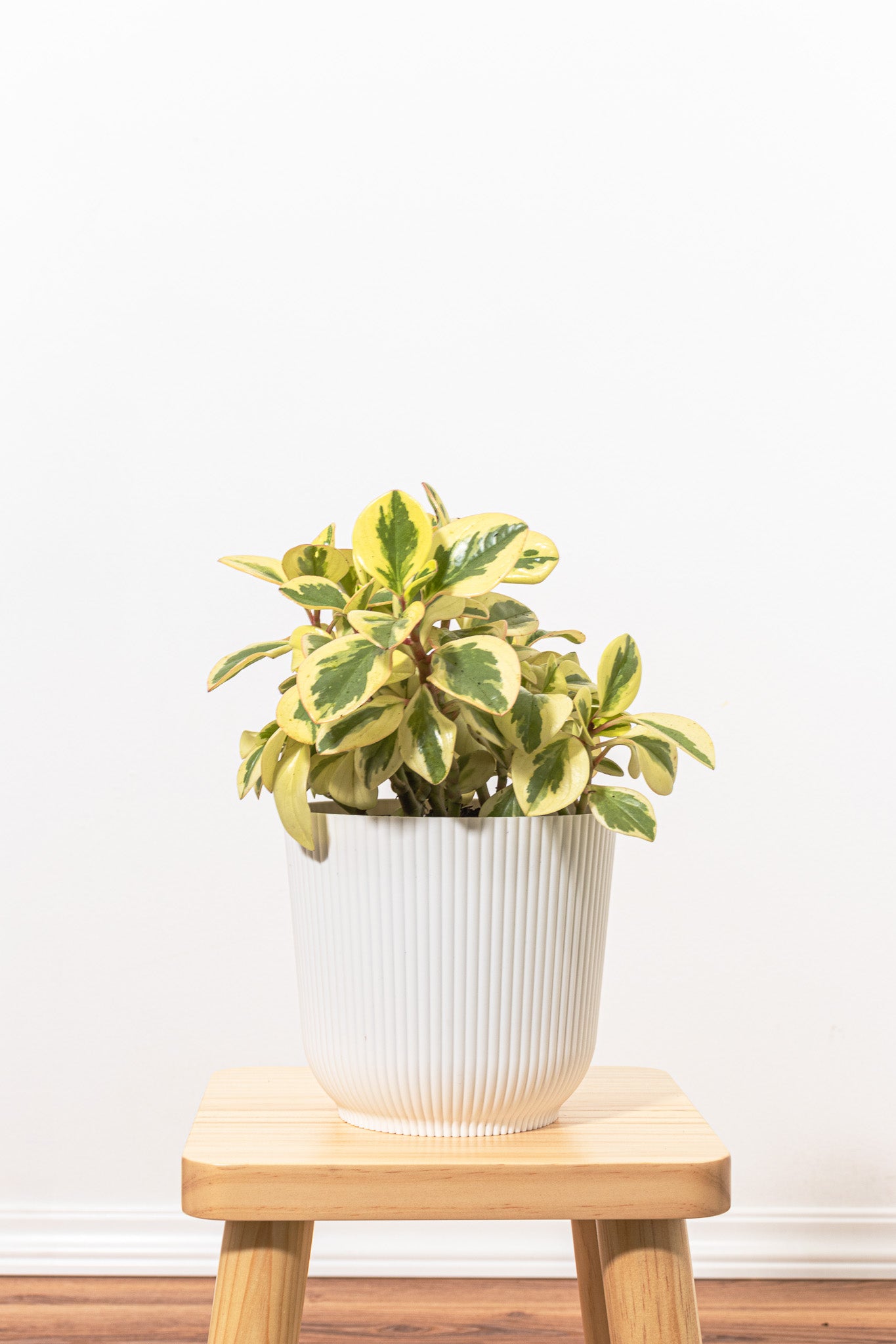 Peperomia Citrus Twist