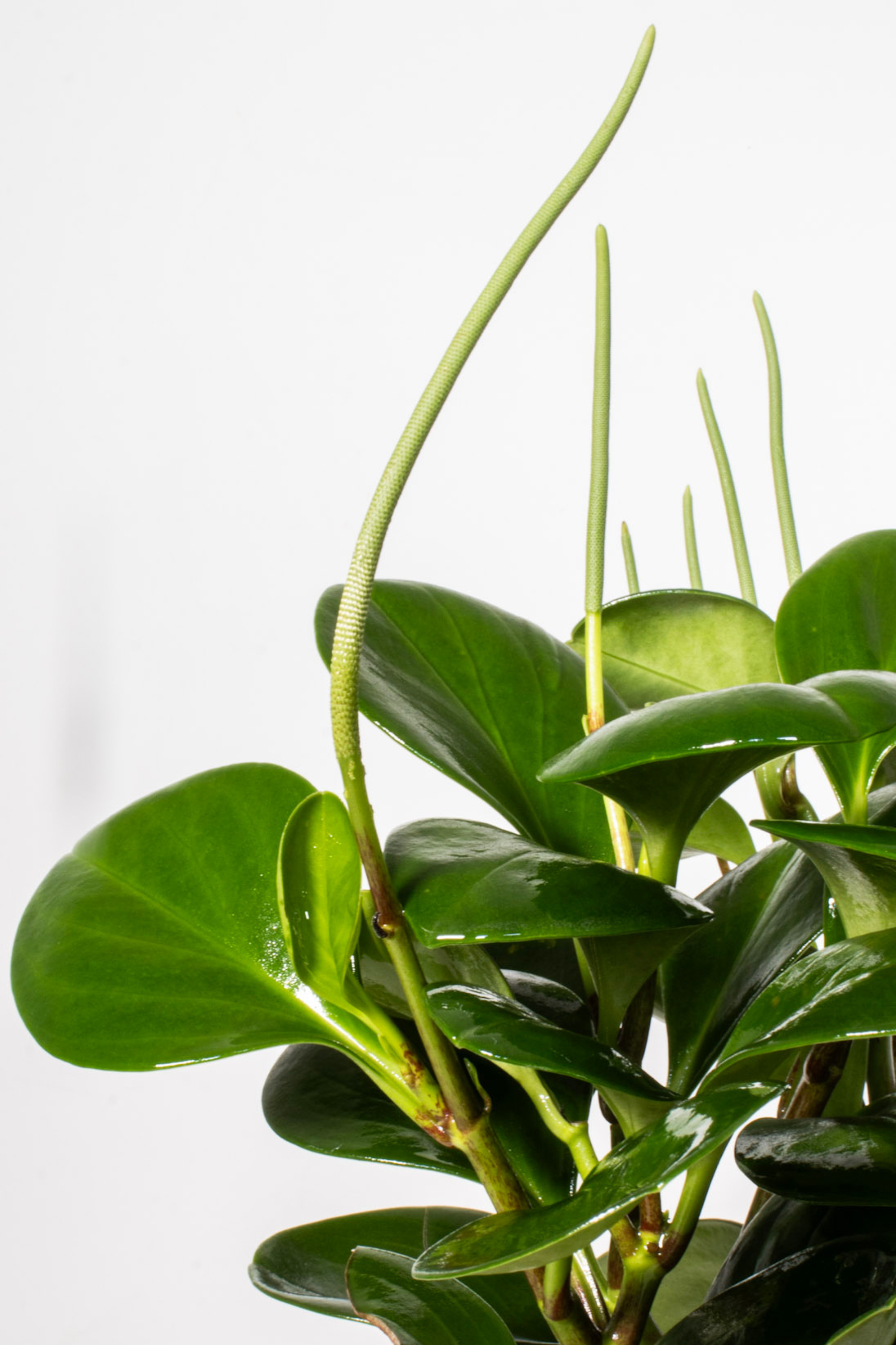 Peperomia Green
