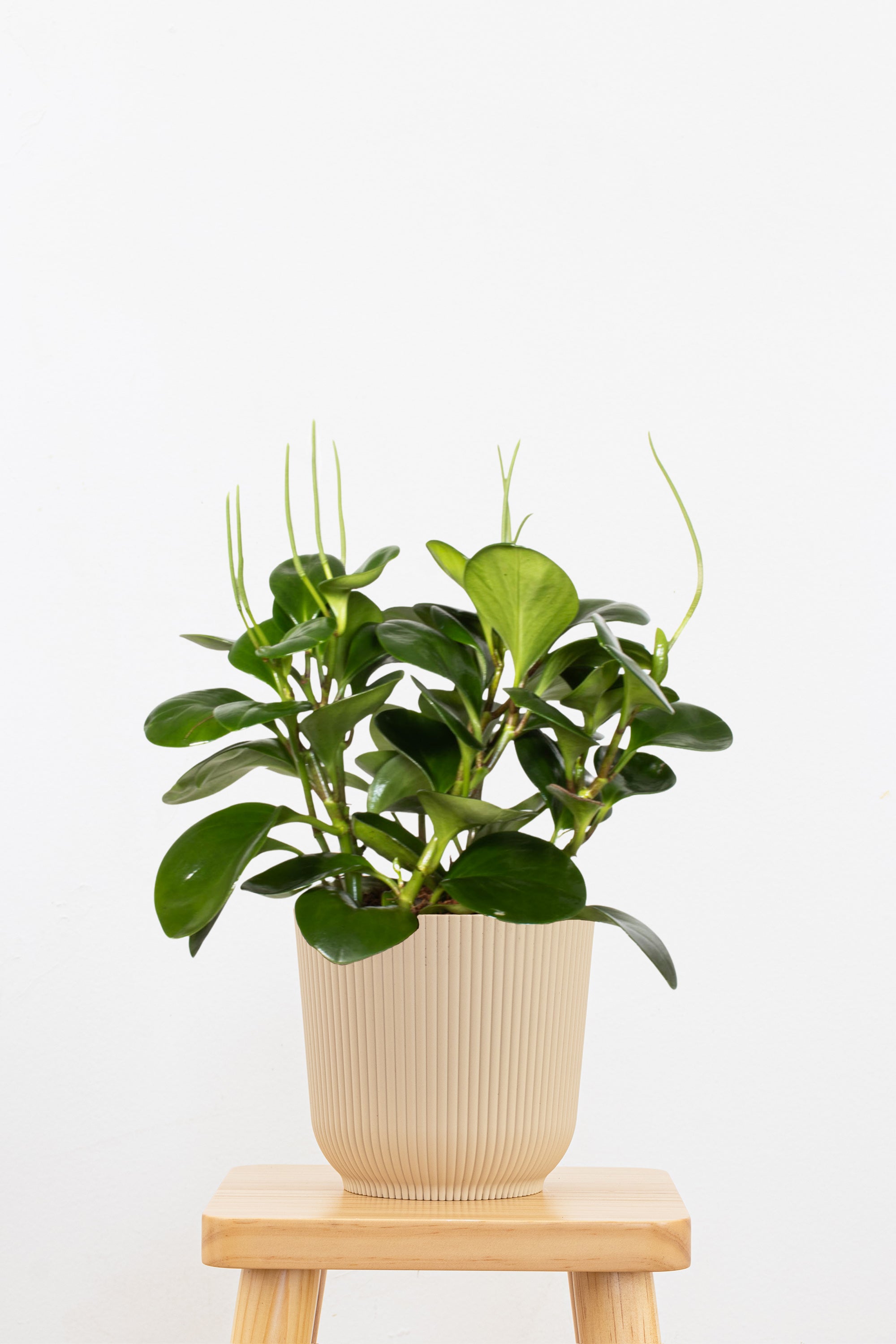 is peperomia an indoor plant Peperomia Obtusifolia Green 6 inch / Minimalist Pot by Succulents Box