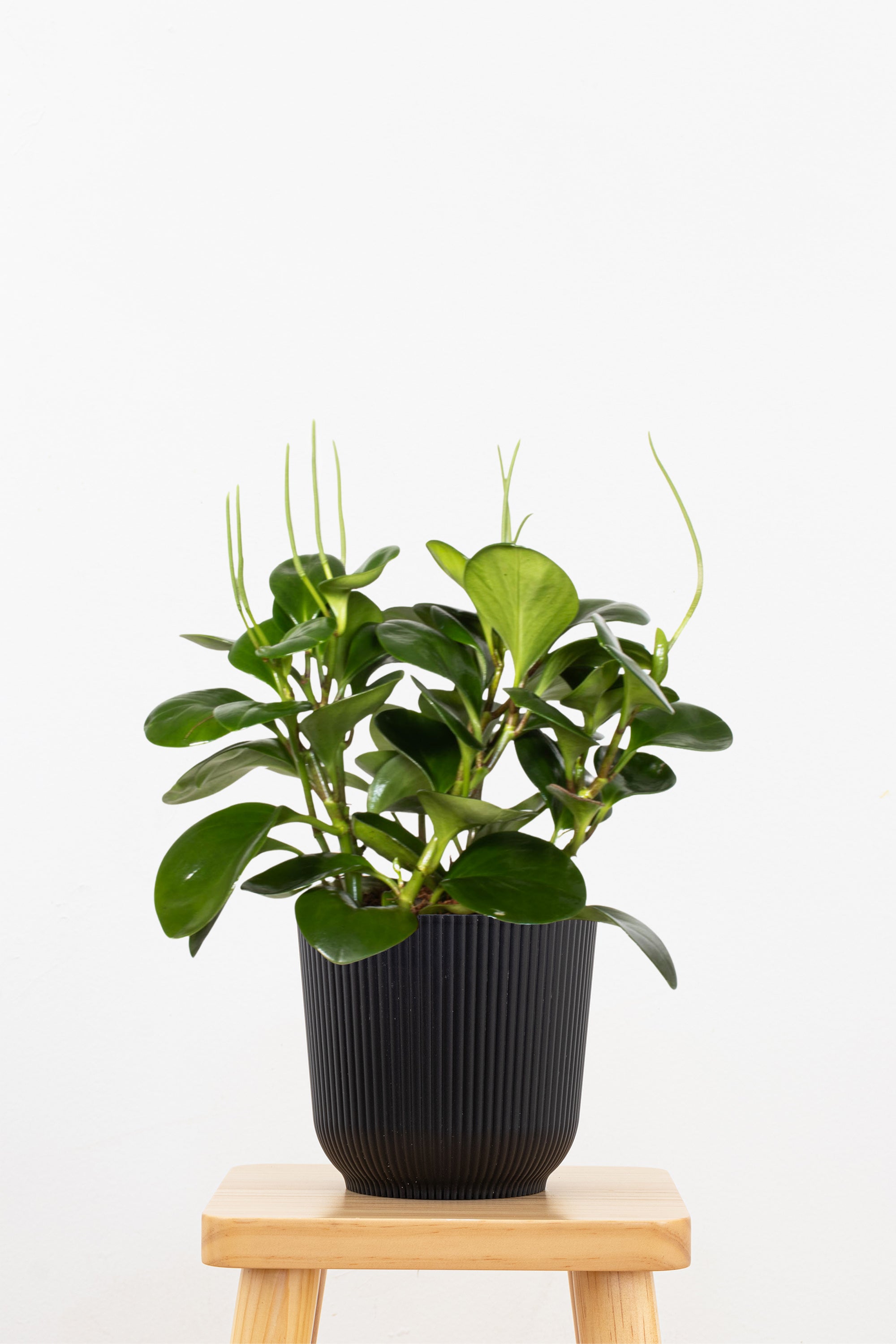 Peperomia Green
