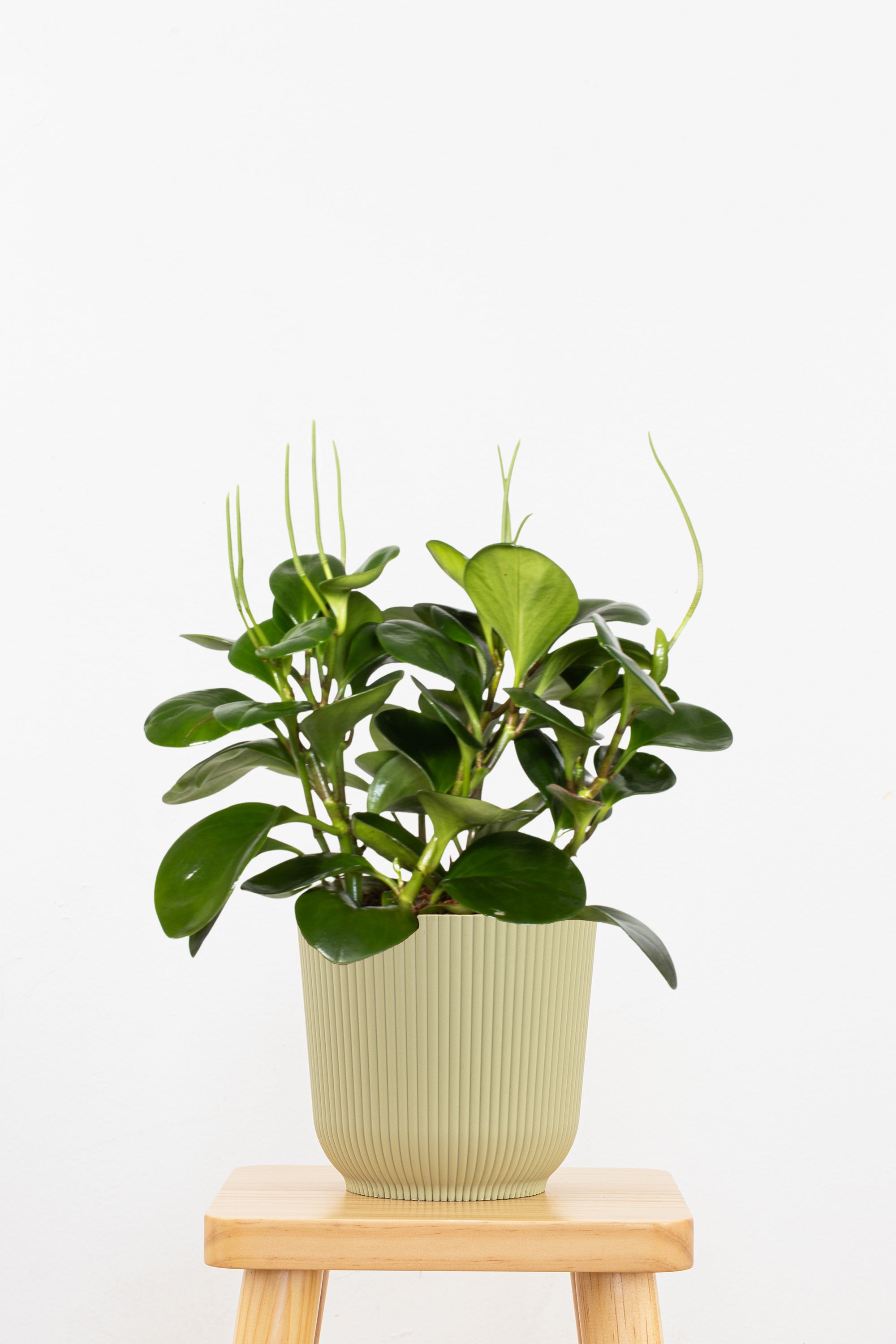 United Nursery Peperomia - Thumbnail 3