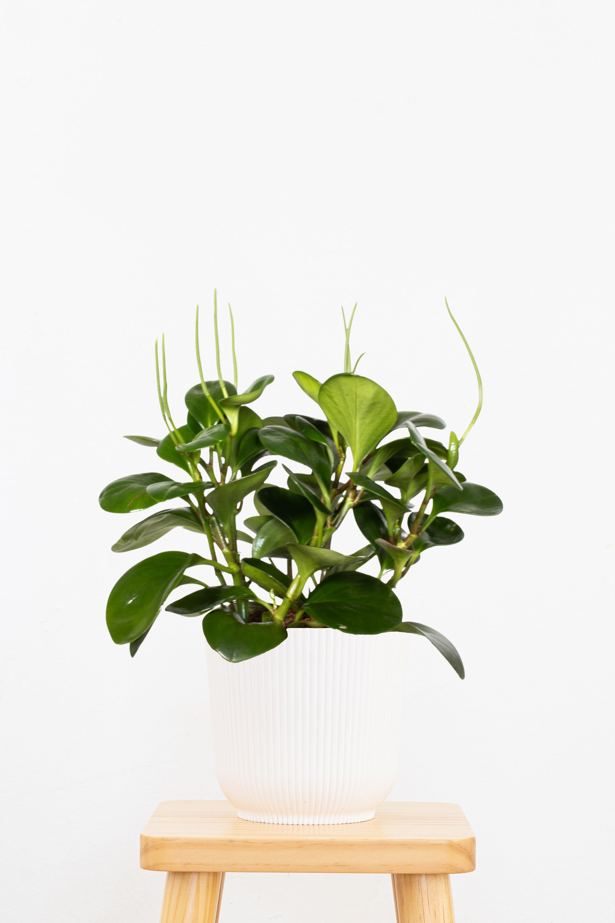 Peperomia Green