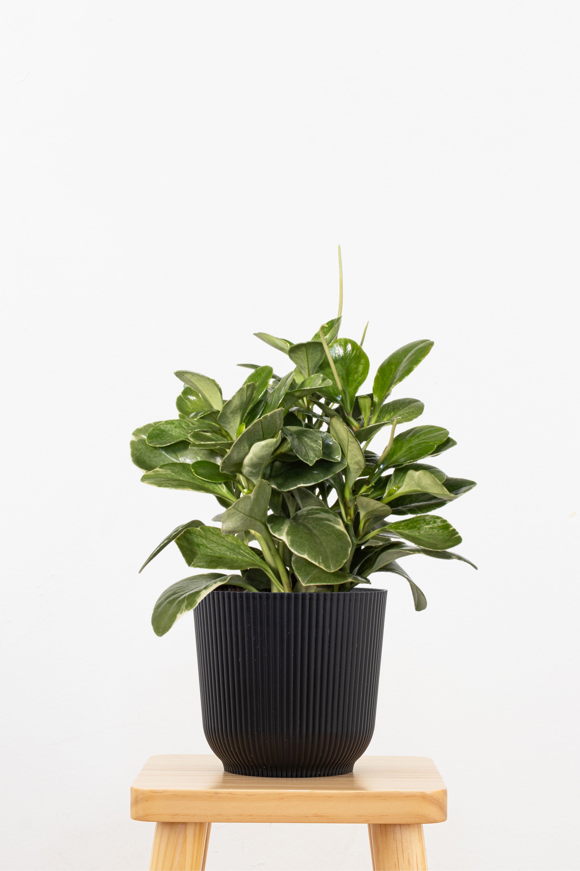 Peperomia Grey