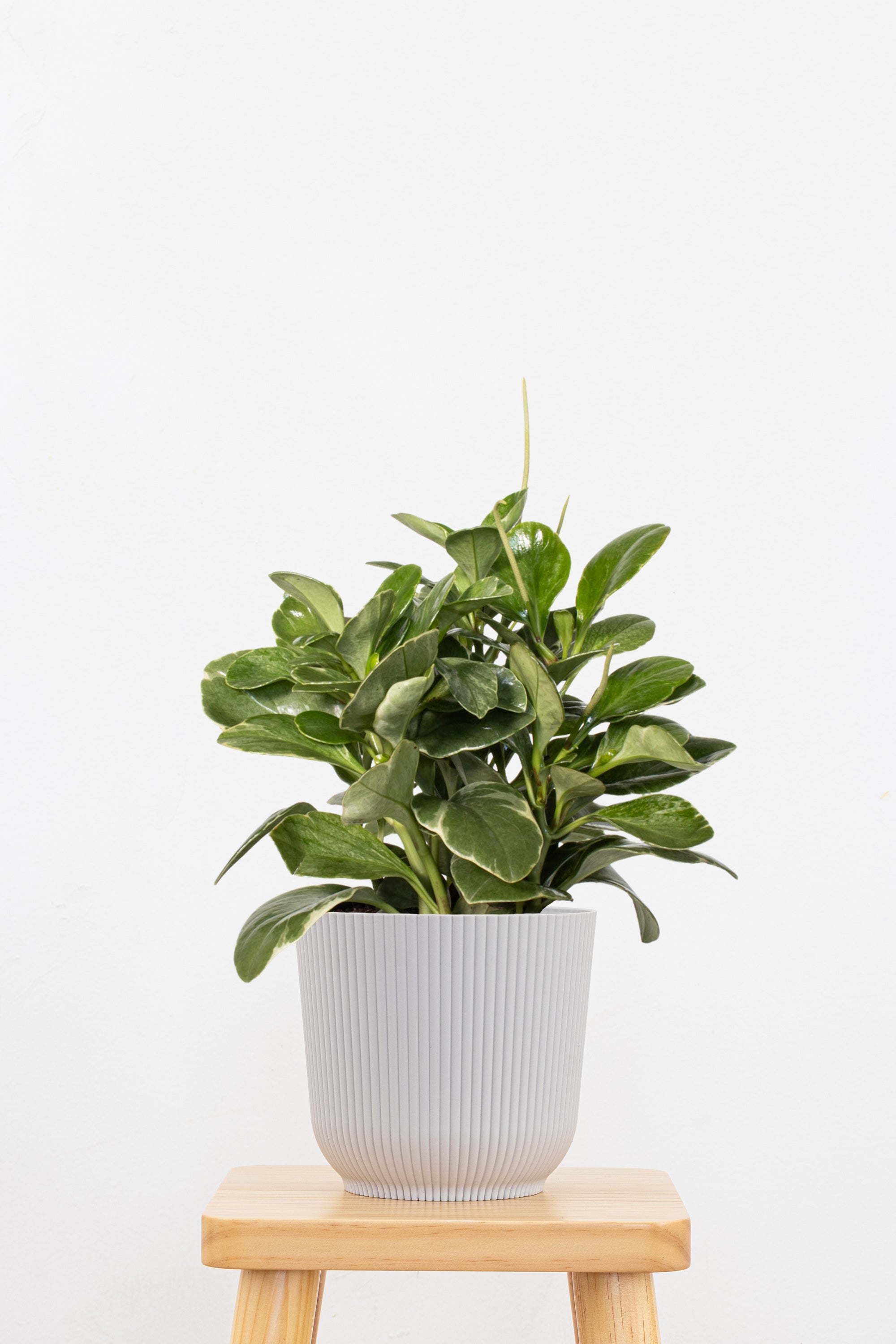 Peperomia Grey