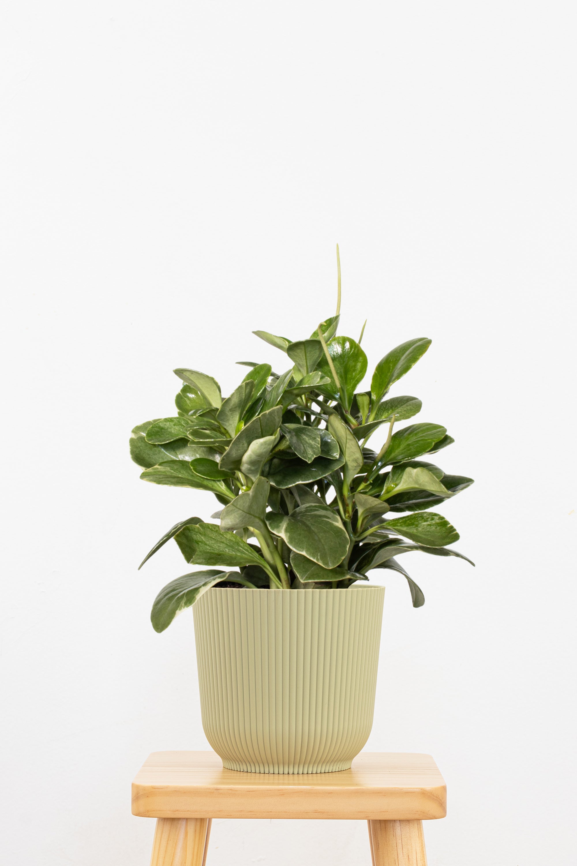indoor plants peperomia Peperomia Grey