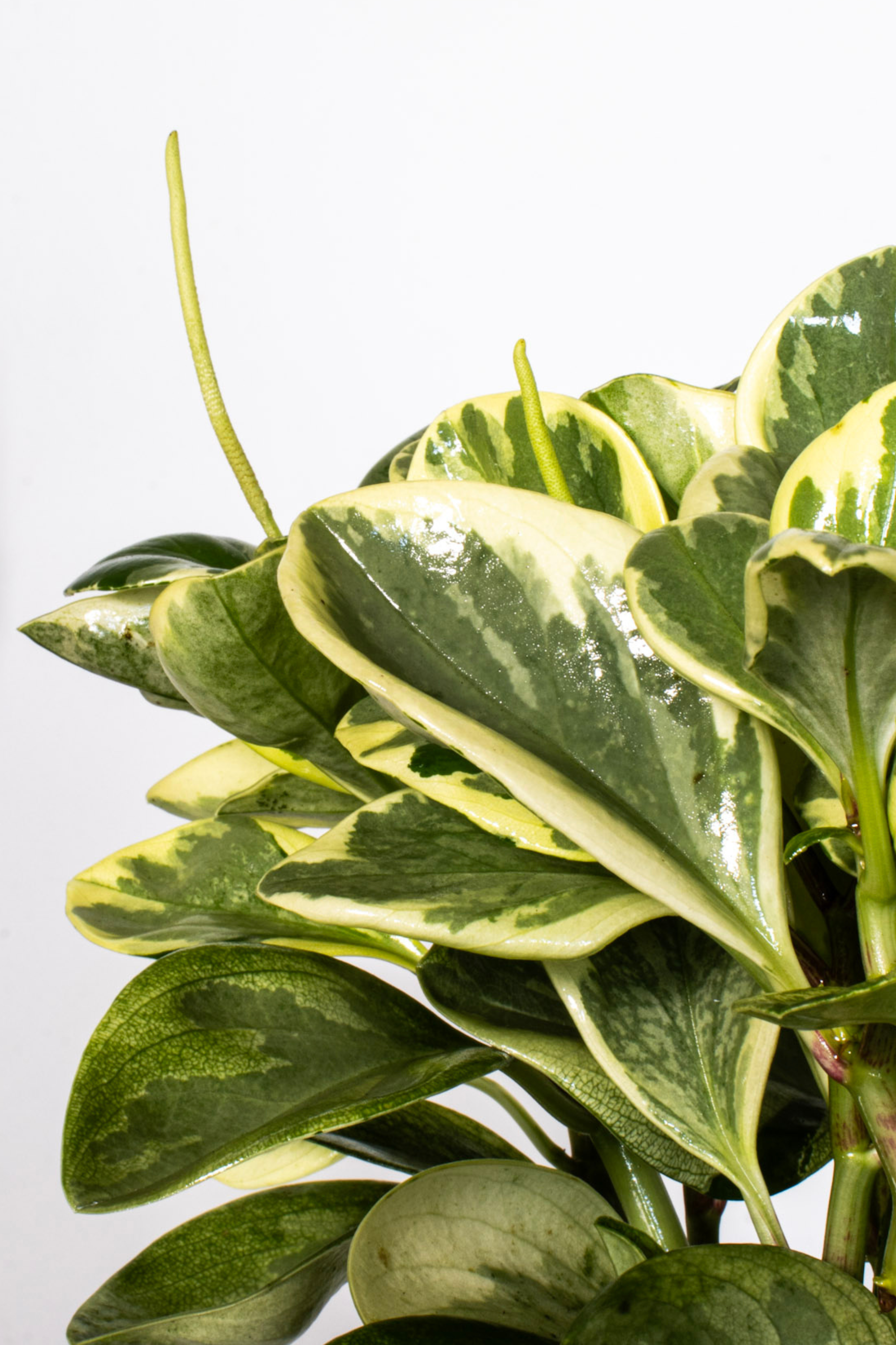 Peperomia Variegated