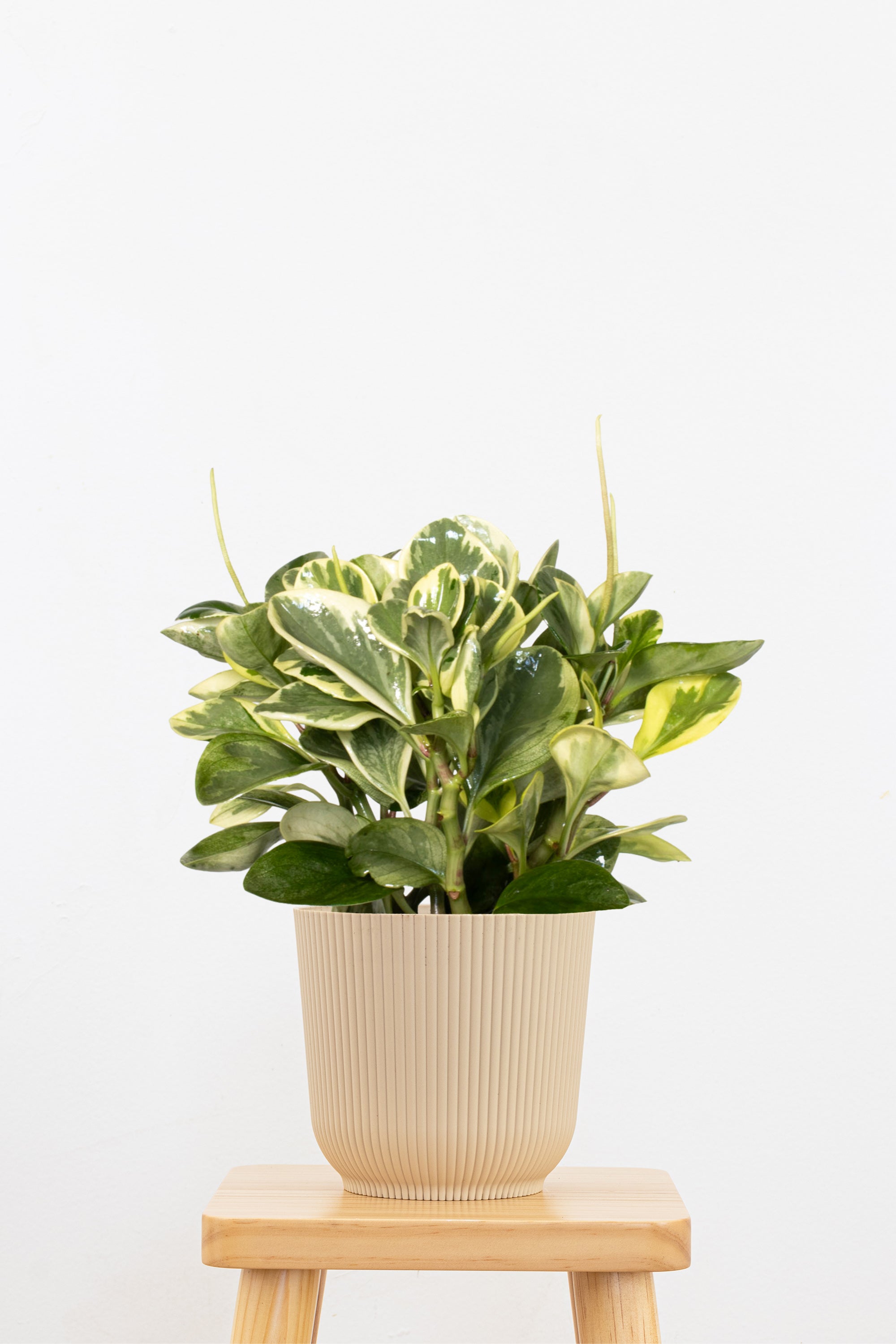 Peperomia Variegated