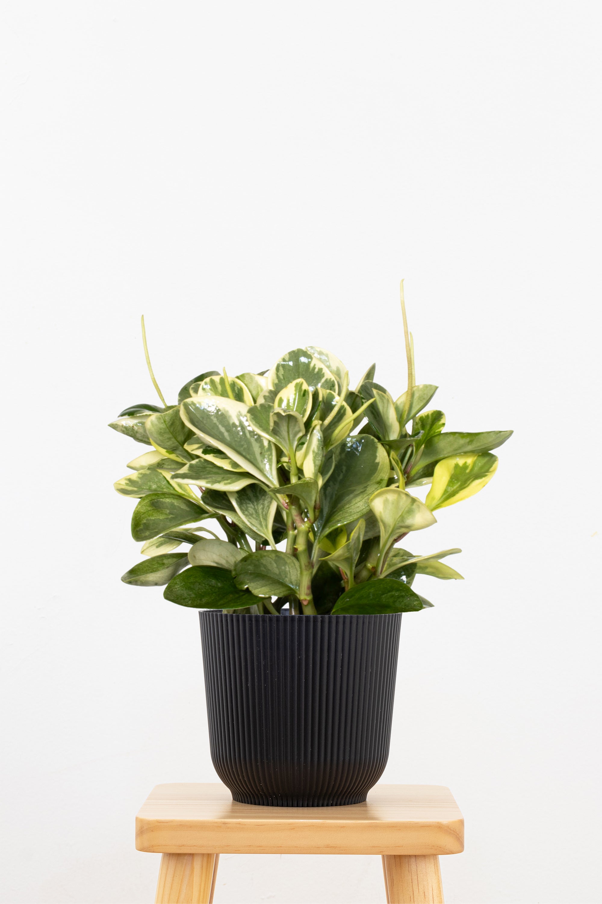 Variegated Peperomia Plant in 6-in Decor Pot, Peperomia