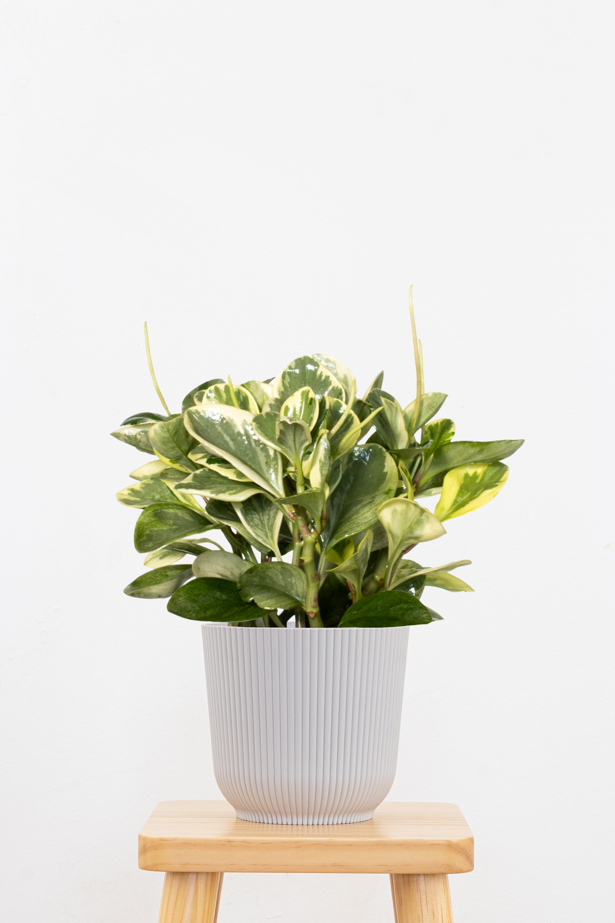 Variegated Peperomia Plant in 6-in Decor Pot, Peperomia