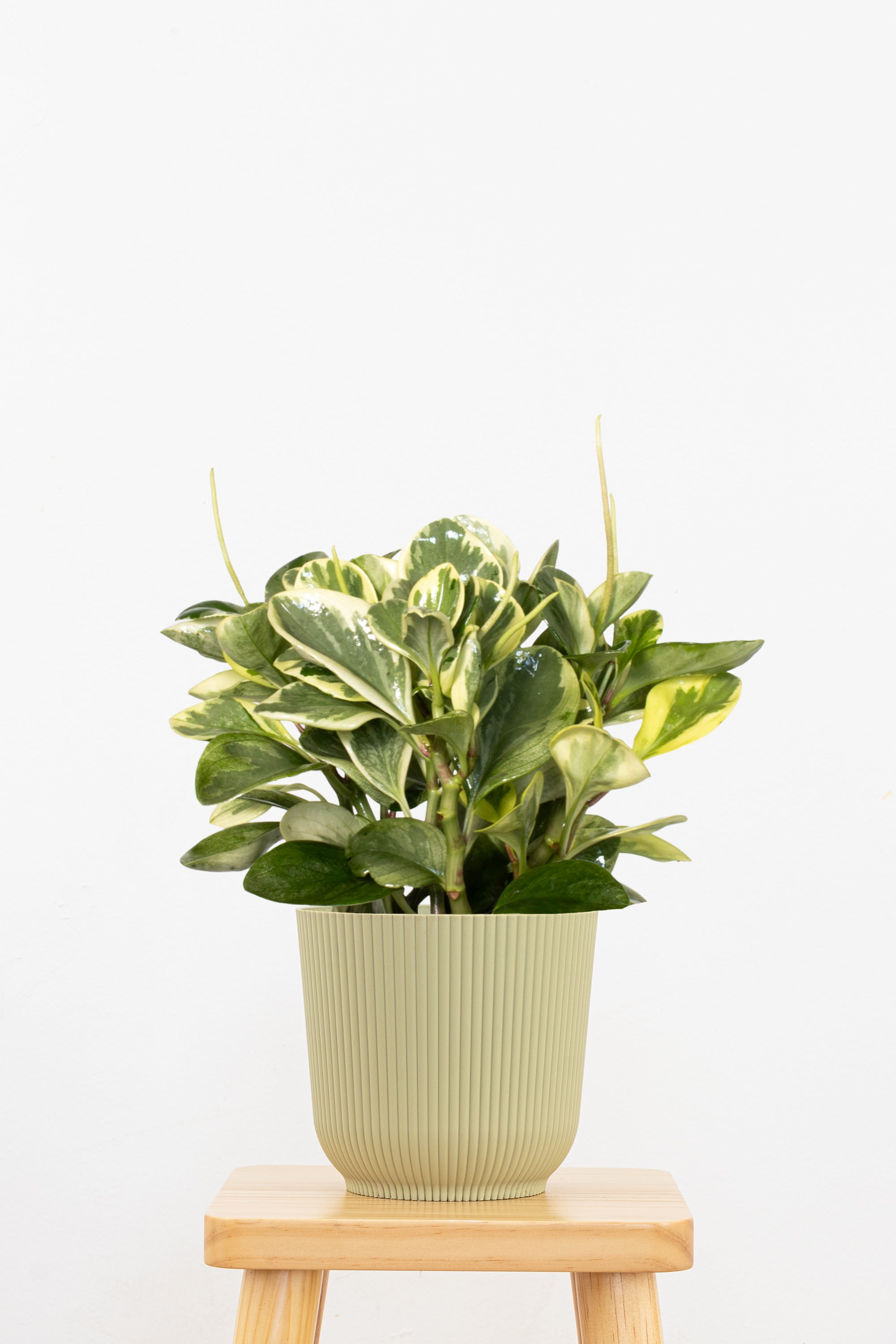 Variegated Peperomia Plant in 6-in Decor Pot, Peperomia