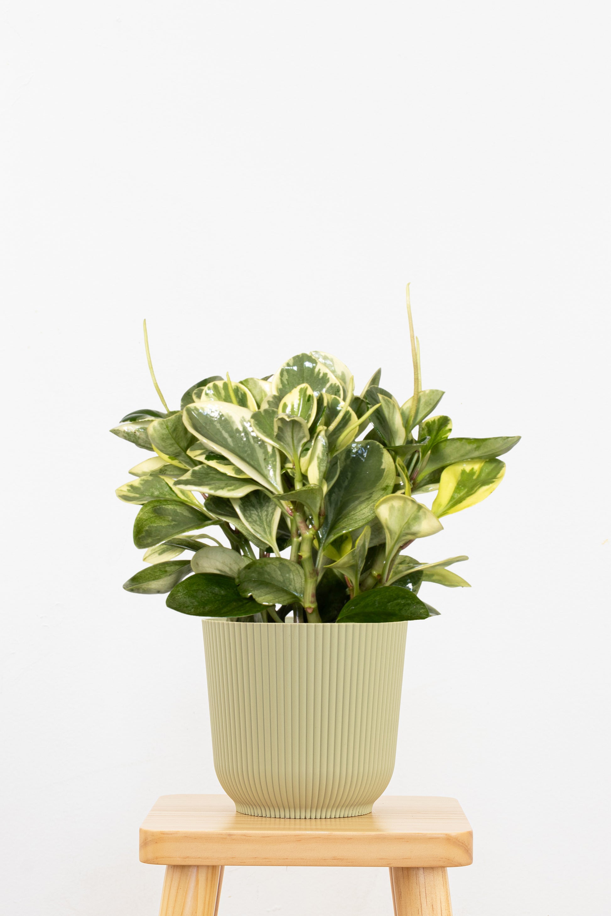 indoor plants with variegated leaves Peperomia Obtusifolia Variegata | Best Houseplant