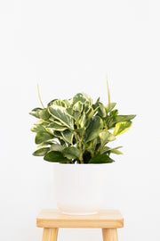 Peperomia Variegated
