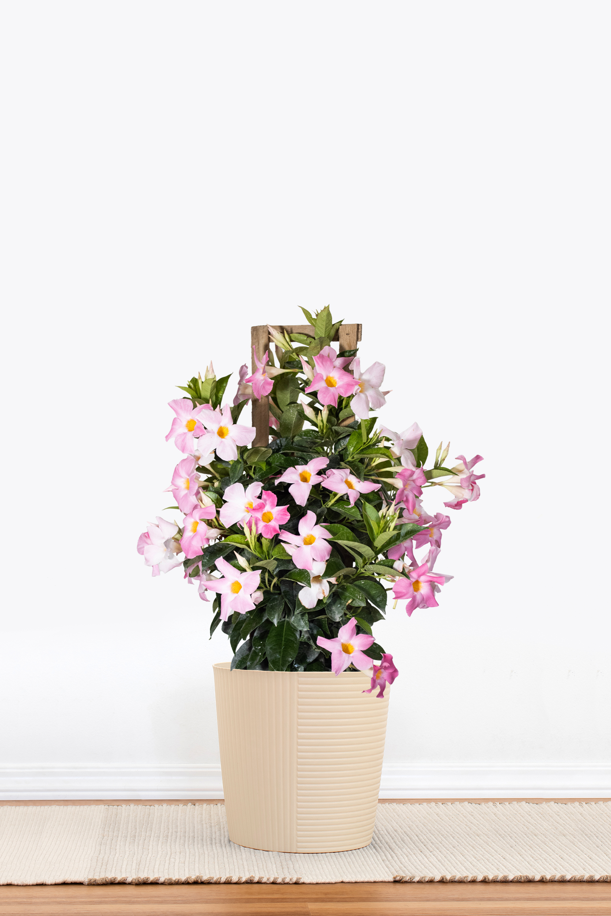 Pink Mandevilla Trellis