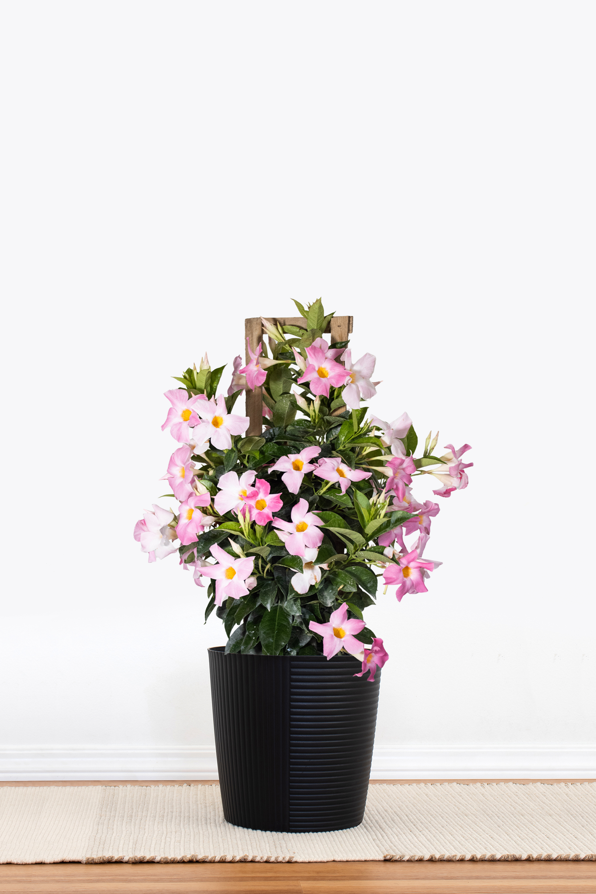 Pink Mandevilla Trellis