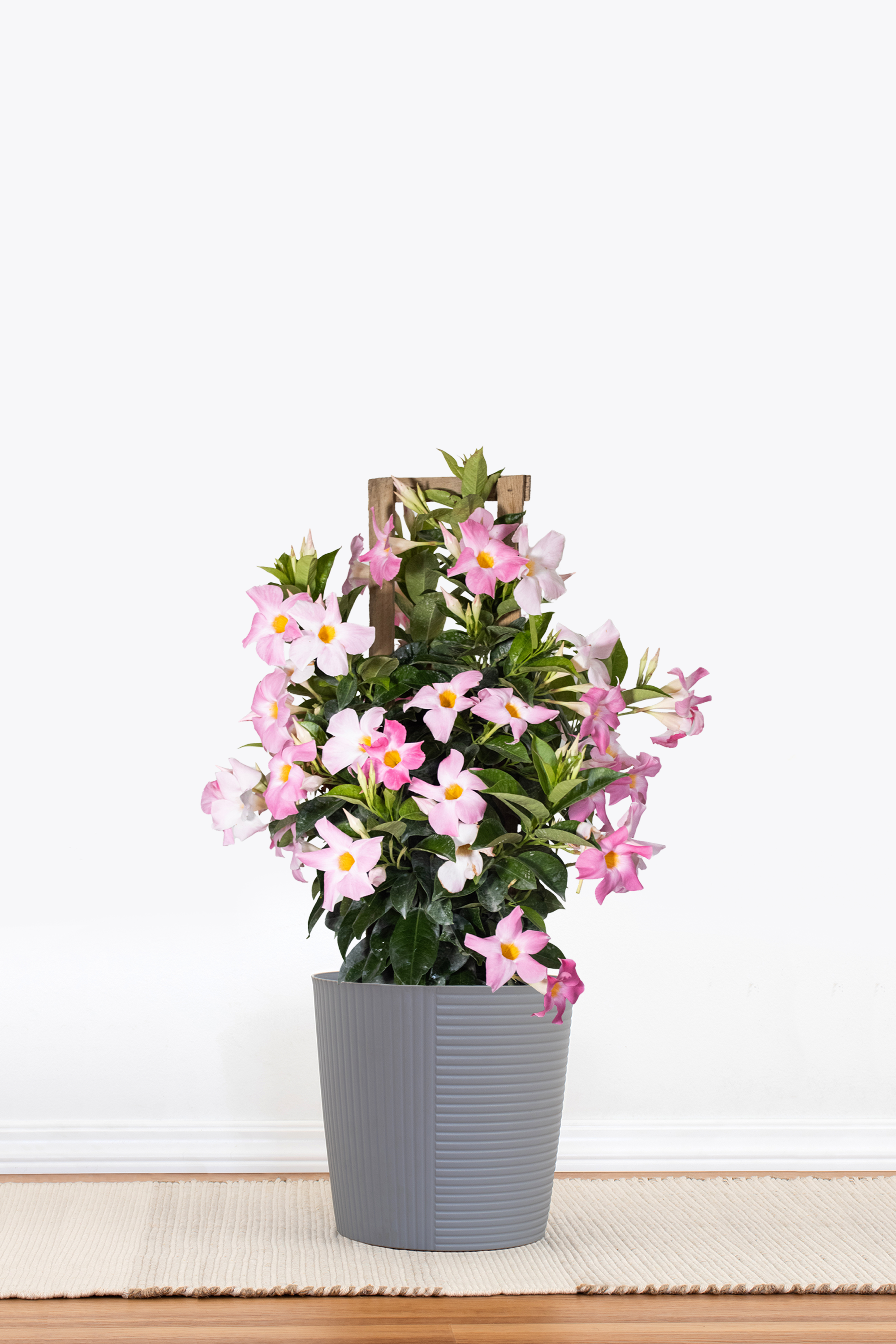 Pink Mandevilla Trellis
