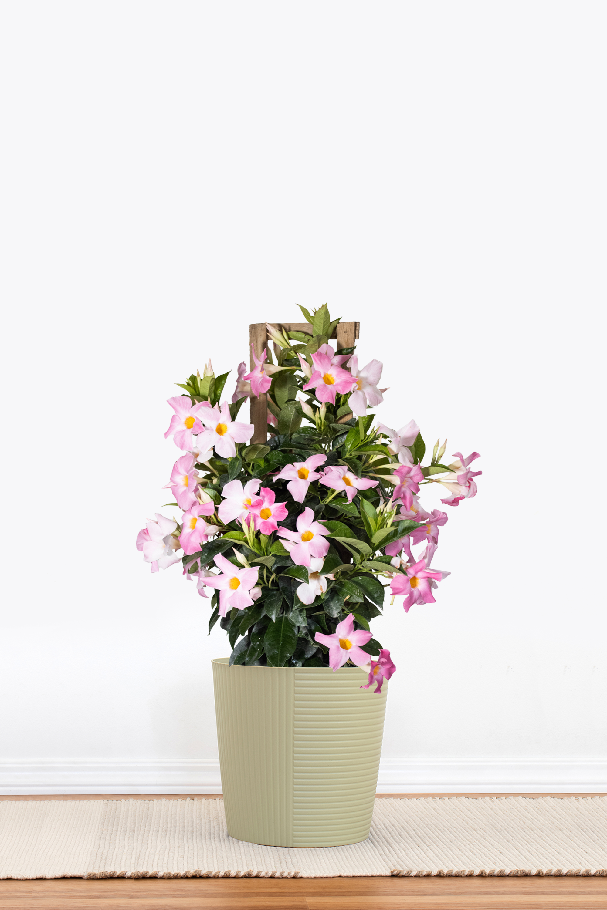 Pink Mandevilla Trellis