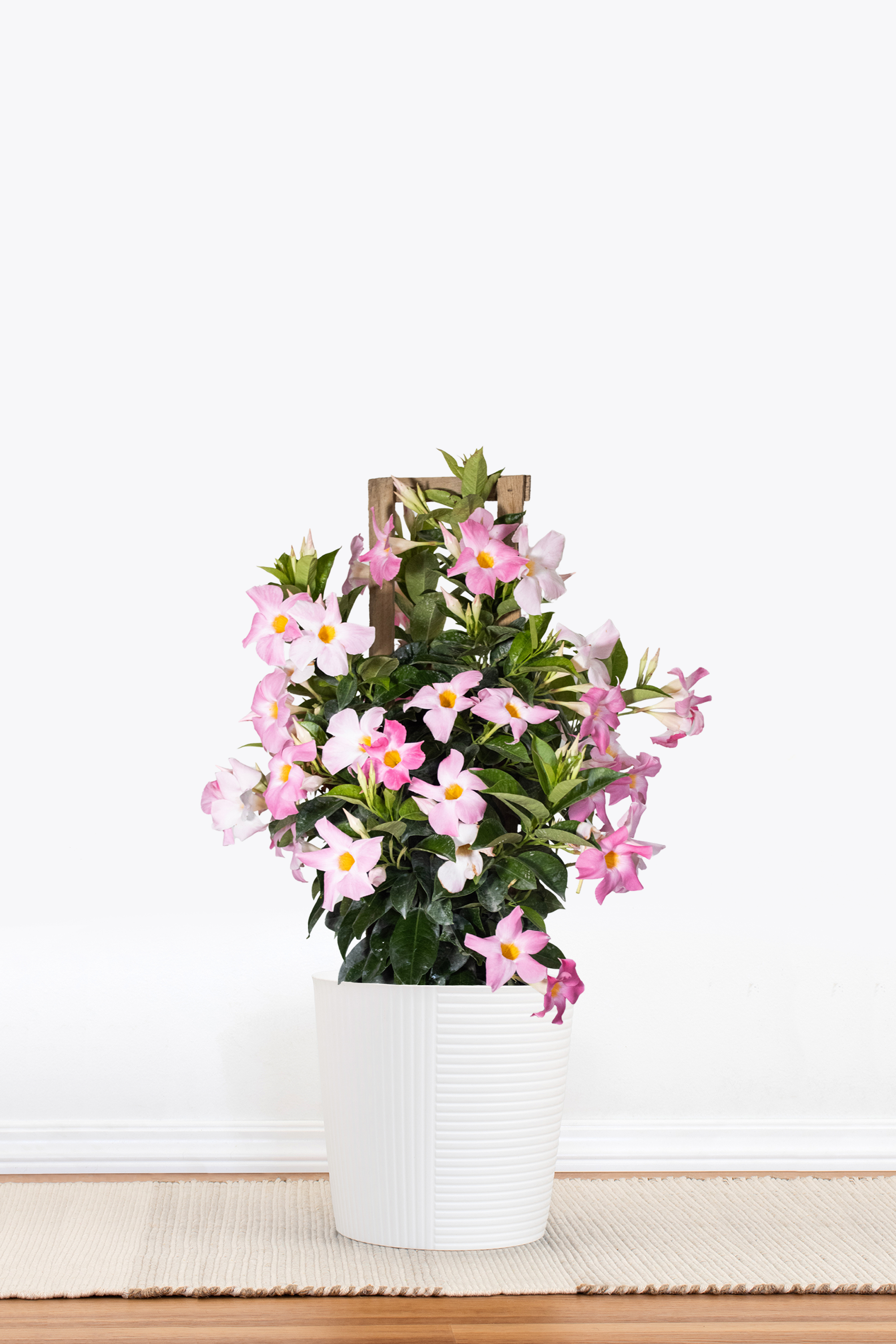 Pink Mandevilla Trellis