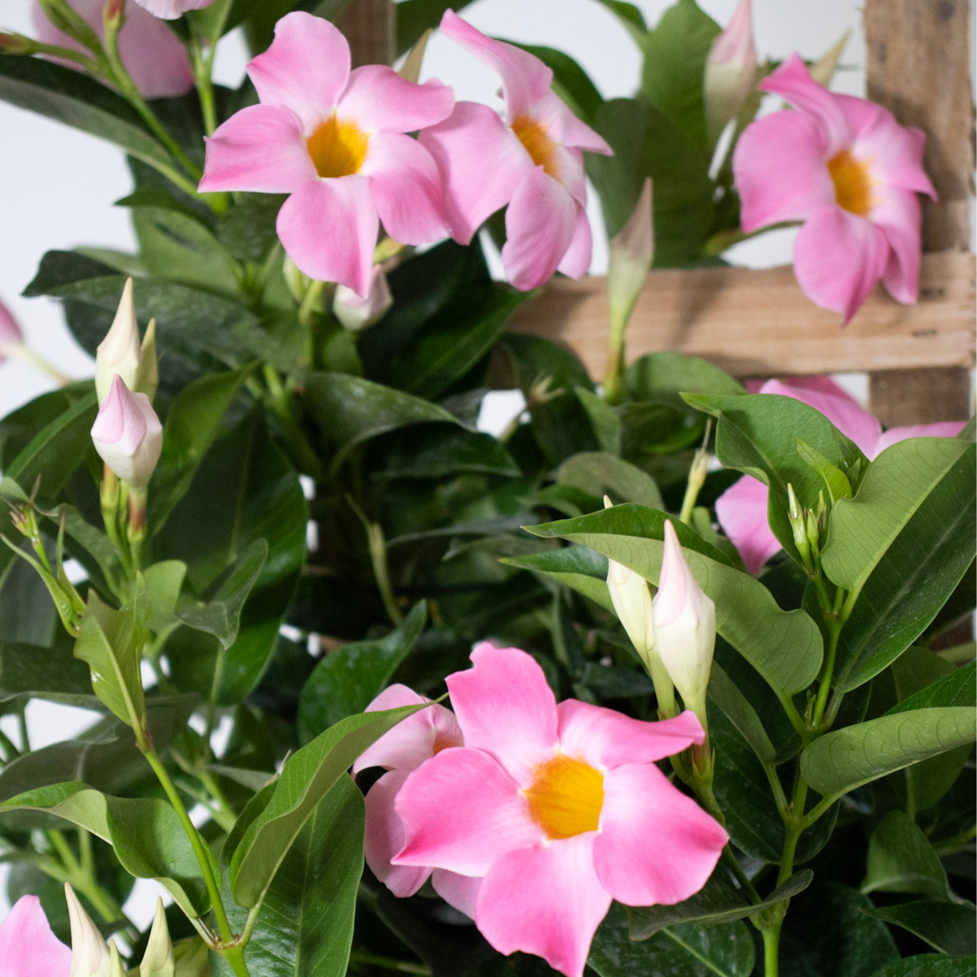 Pink Mandevilla Trellis