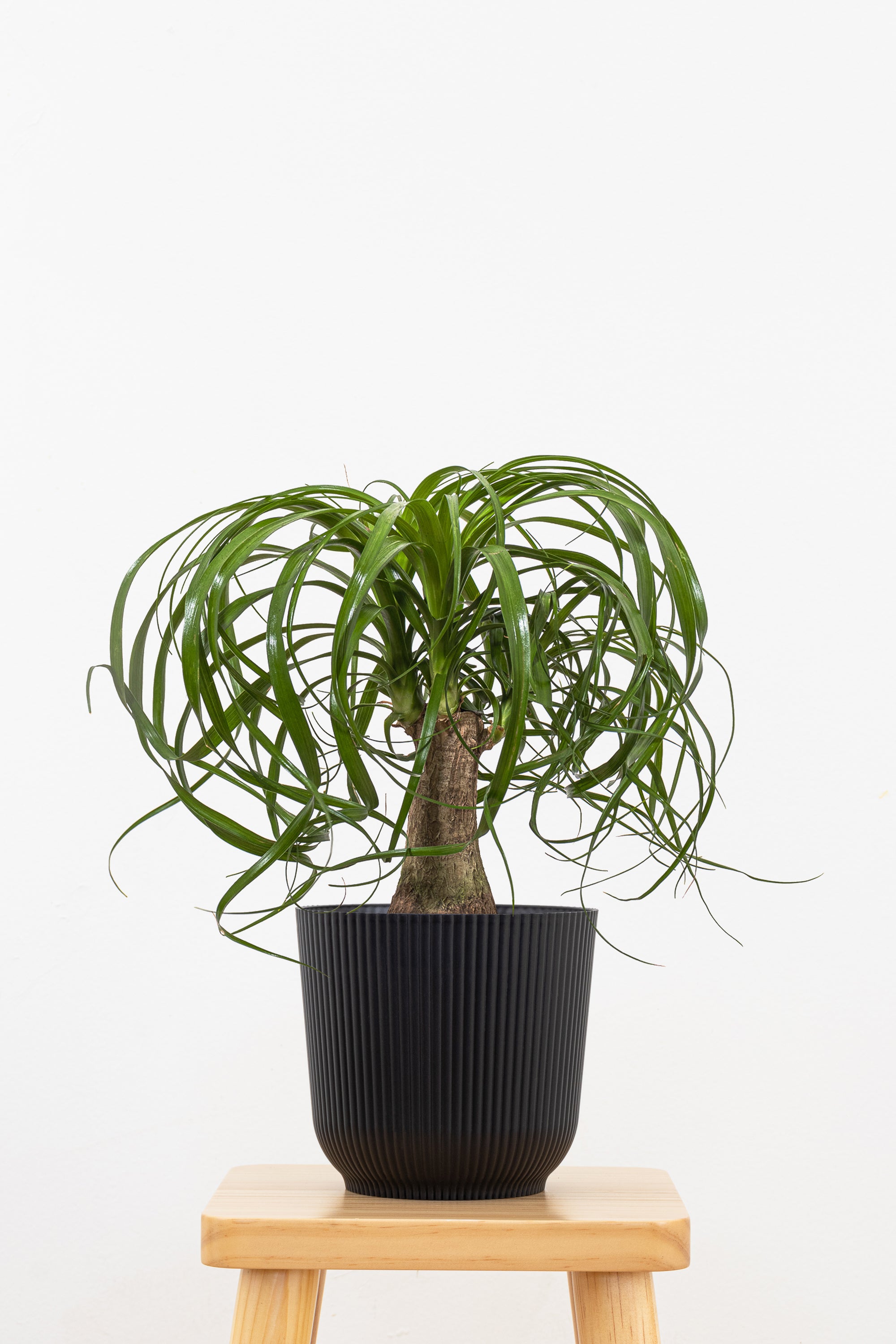 planter for ponytail palm Ponytail Palm (Beaucarnea recurvata) 6" / Green