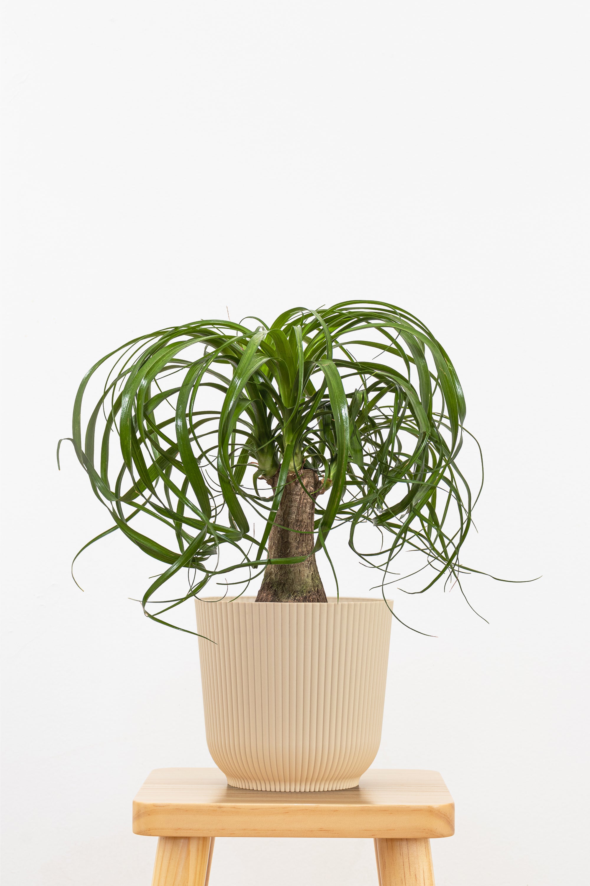 United Nursery Ponytail Palm Plant - Thumbnail 4