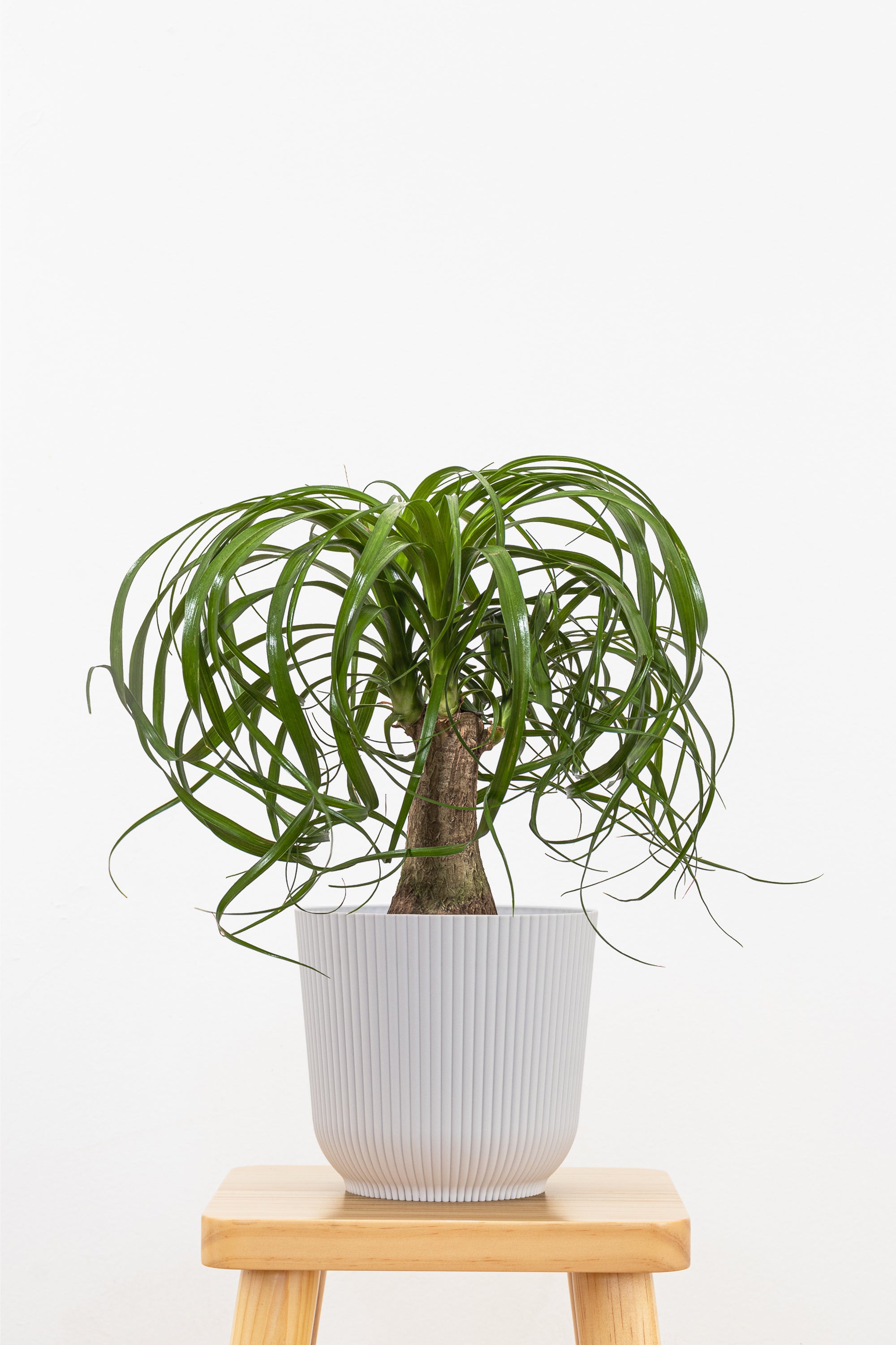 United Nursery Ponytail Palm Plant